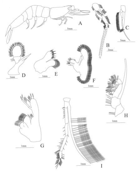 Diversity 13 00457 g031