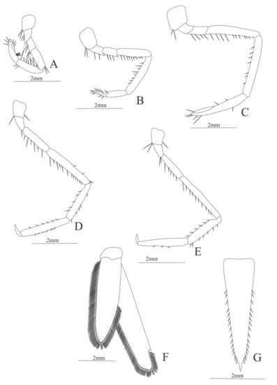 Diversity 13 00457 g032