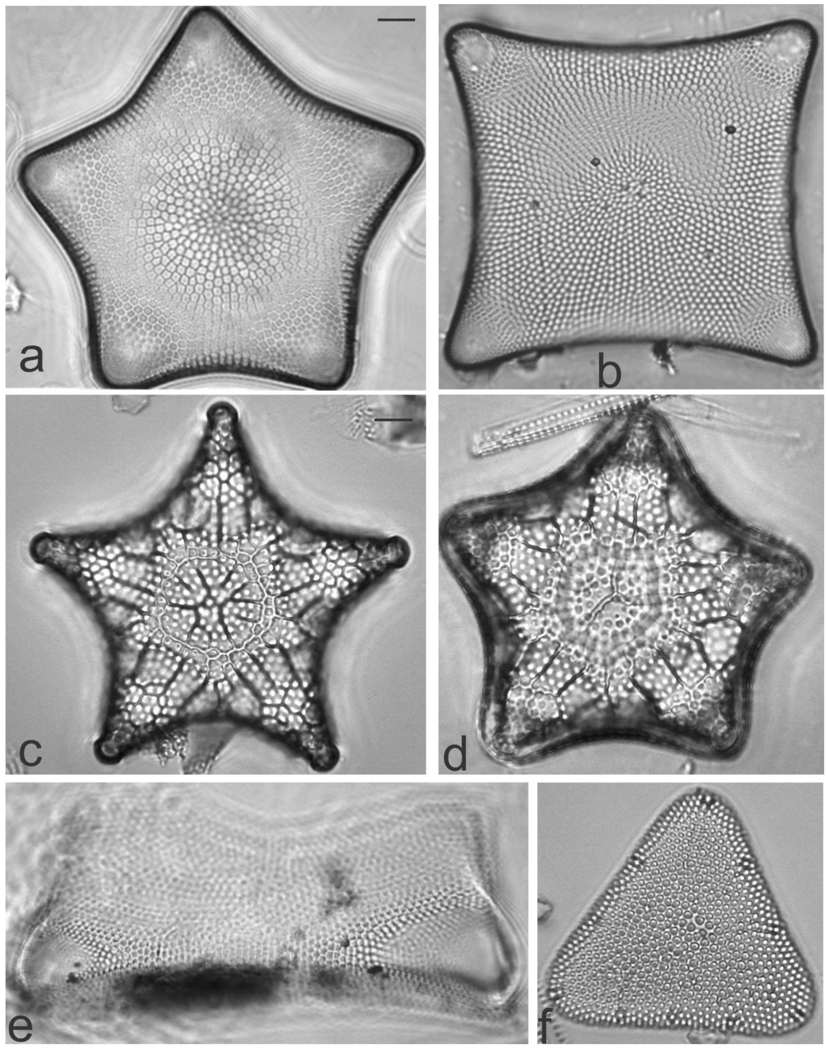 Diversity 13 00458 g002
