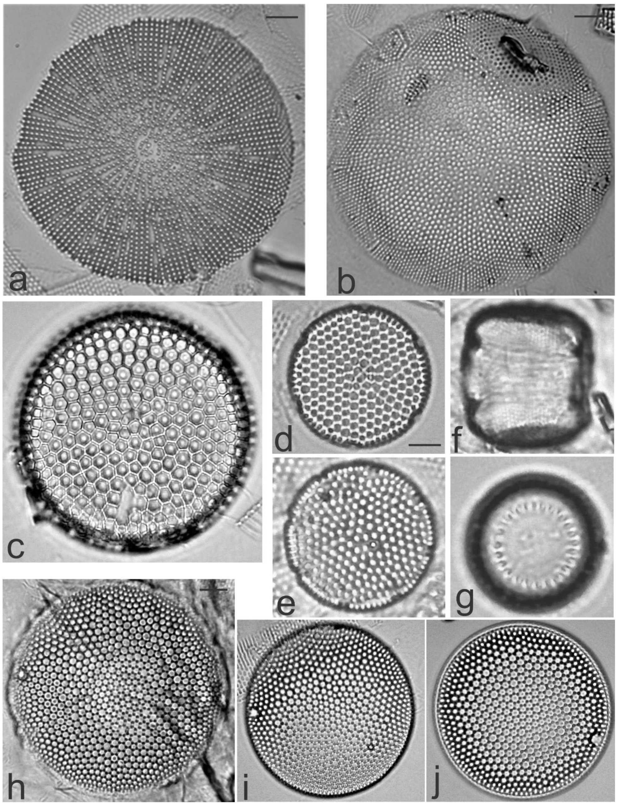 Diversity 13 00458 g004