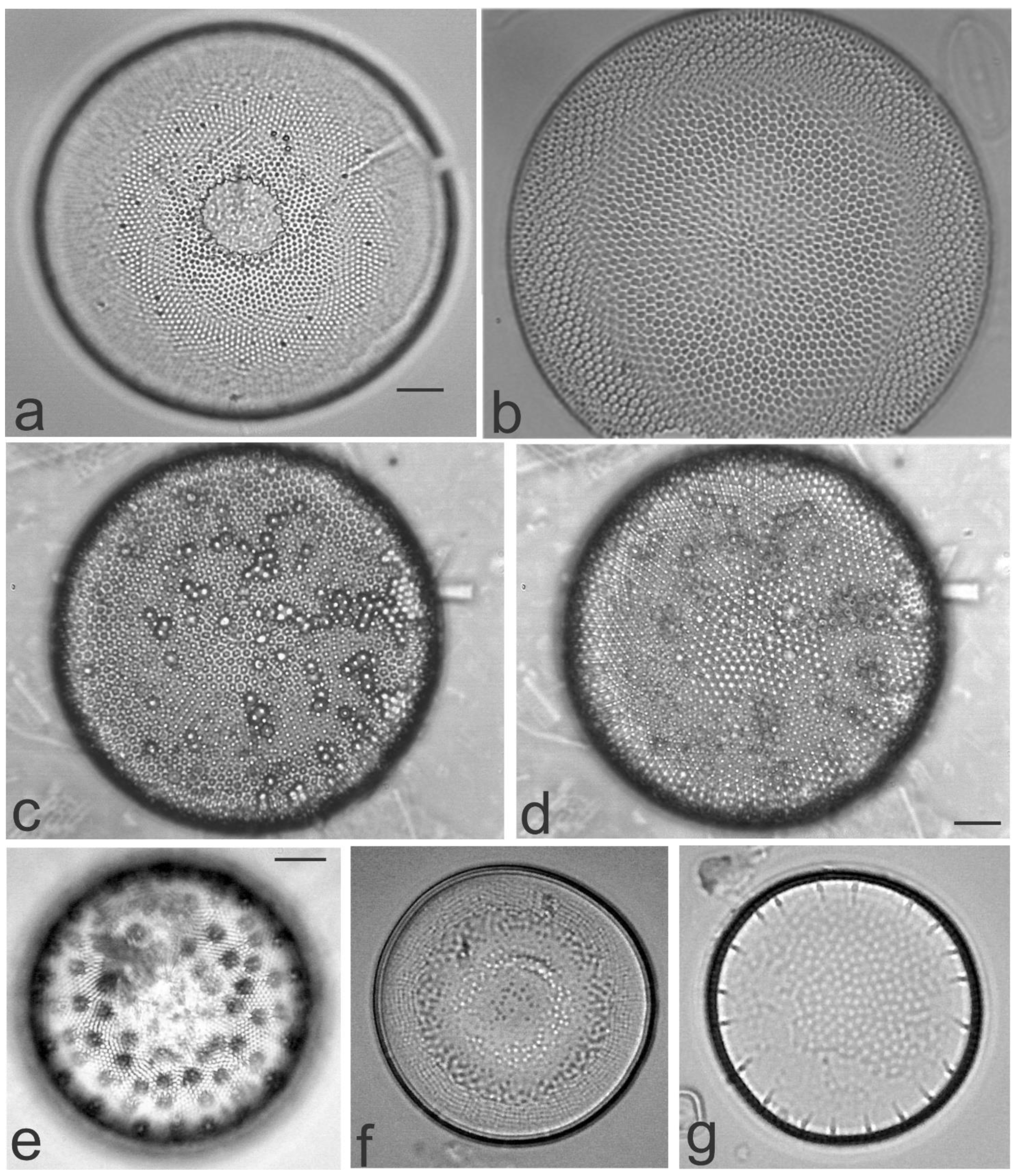 Diversity 13 00458 g005