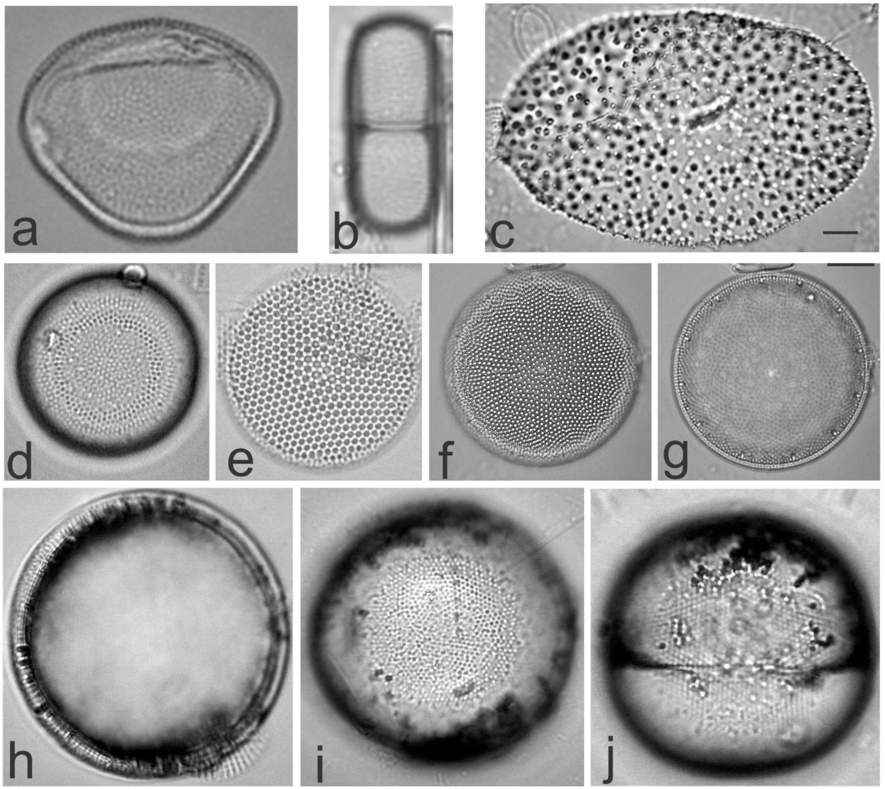 Diversity 13 00458 g006
