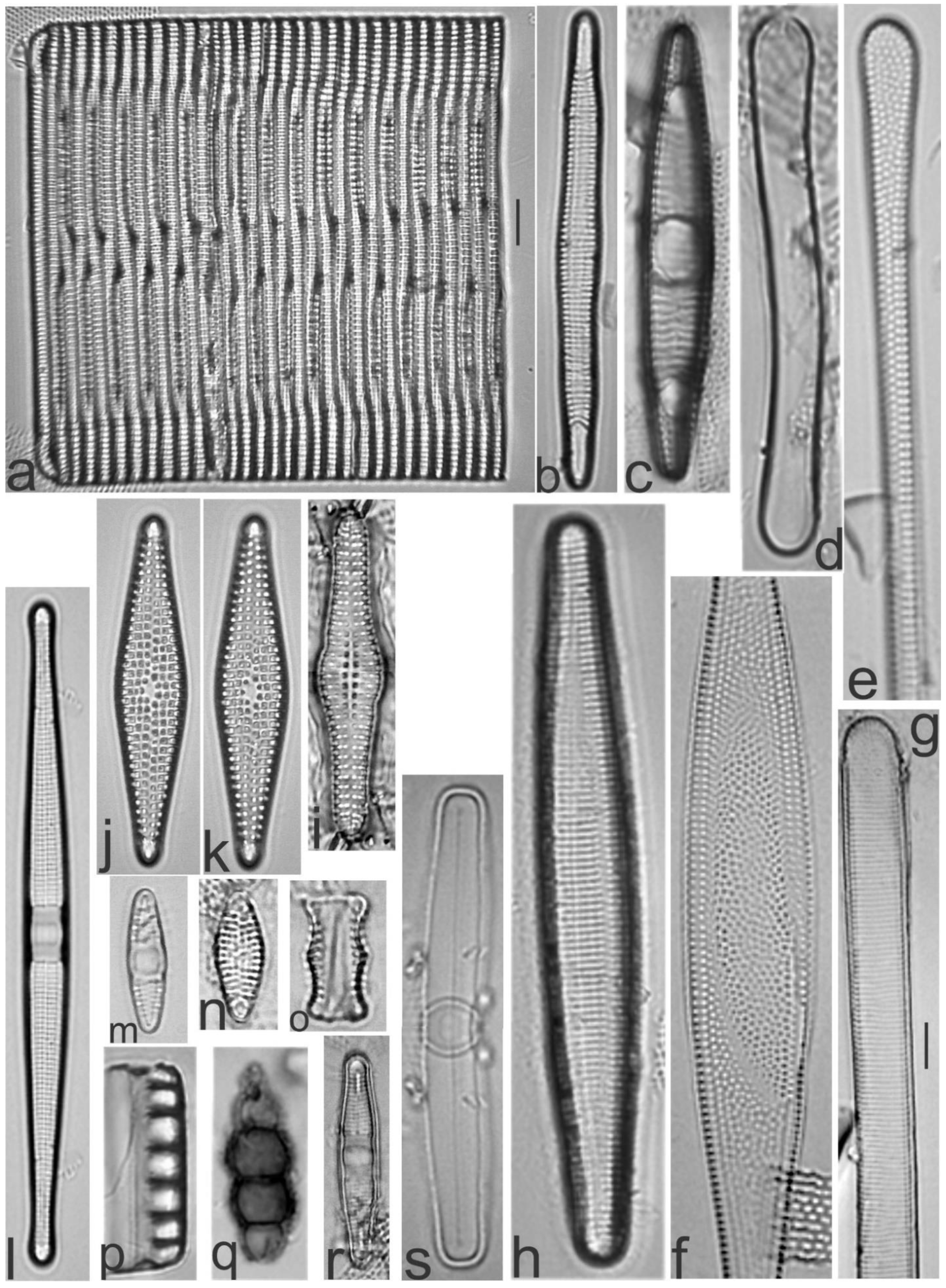 Diversity 13 00458 g007