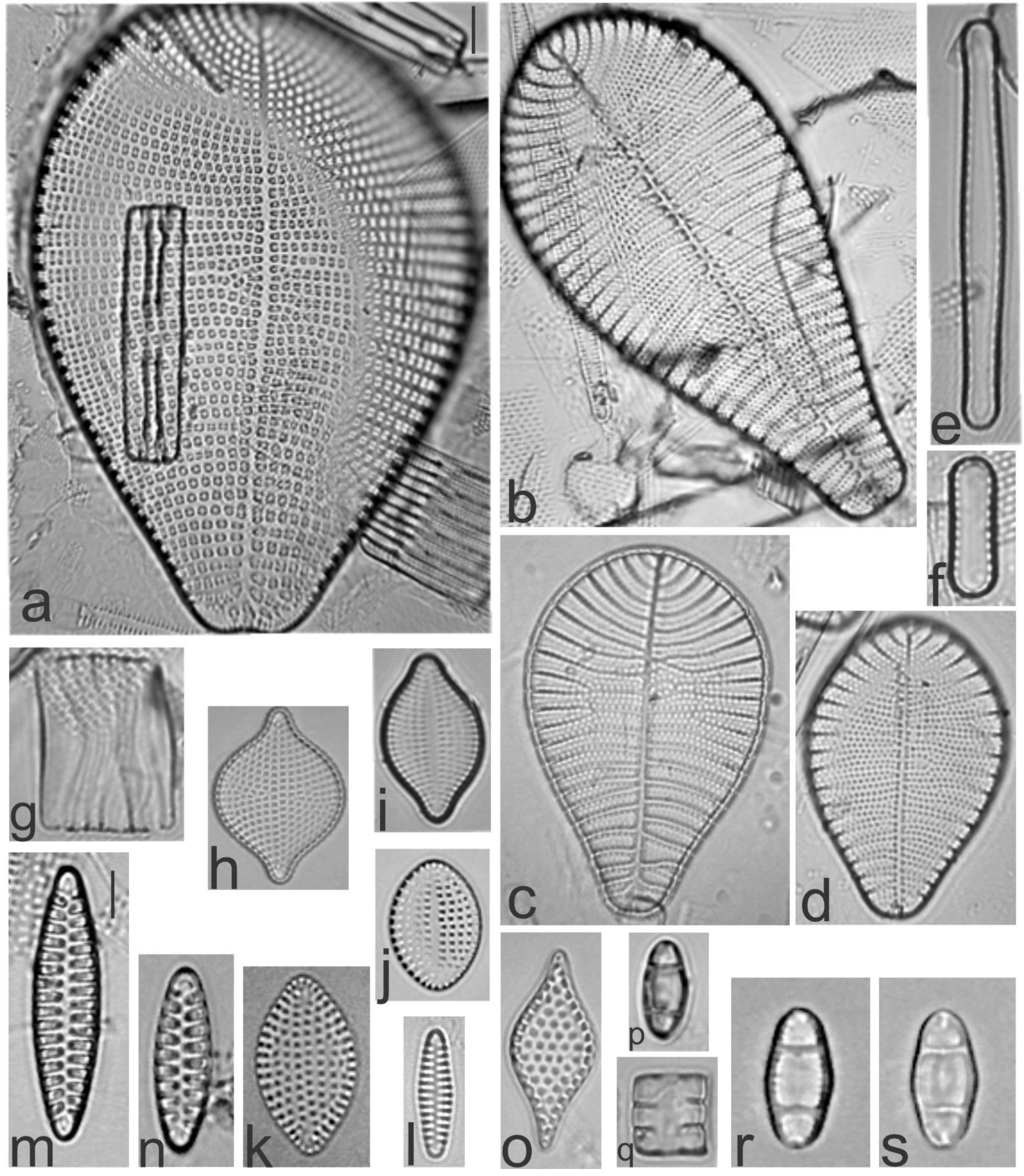 Diversity 13 00458 g008