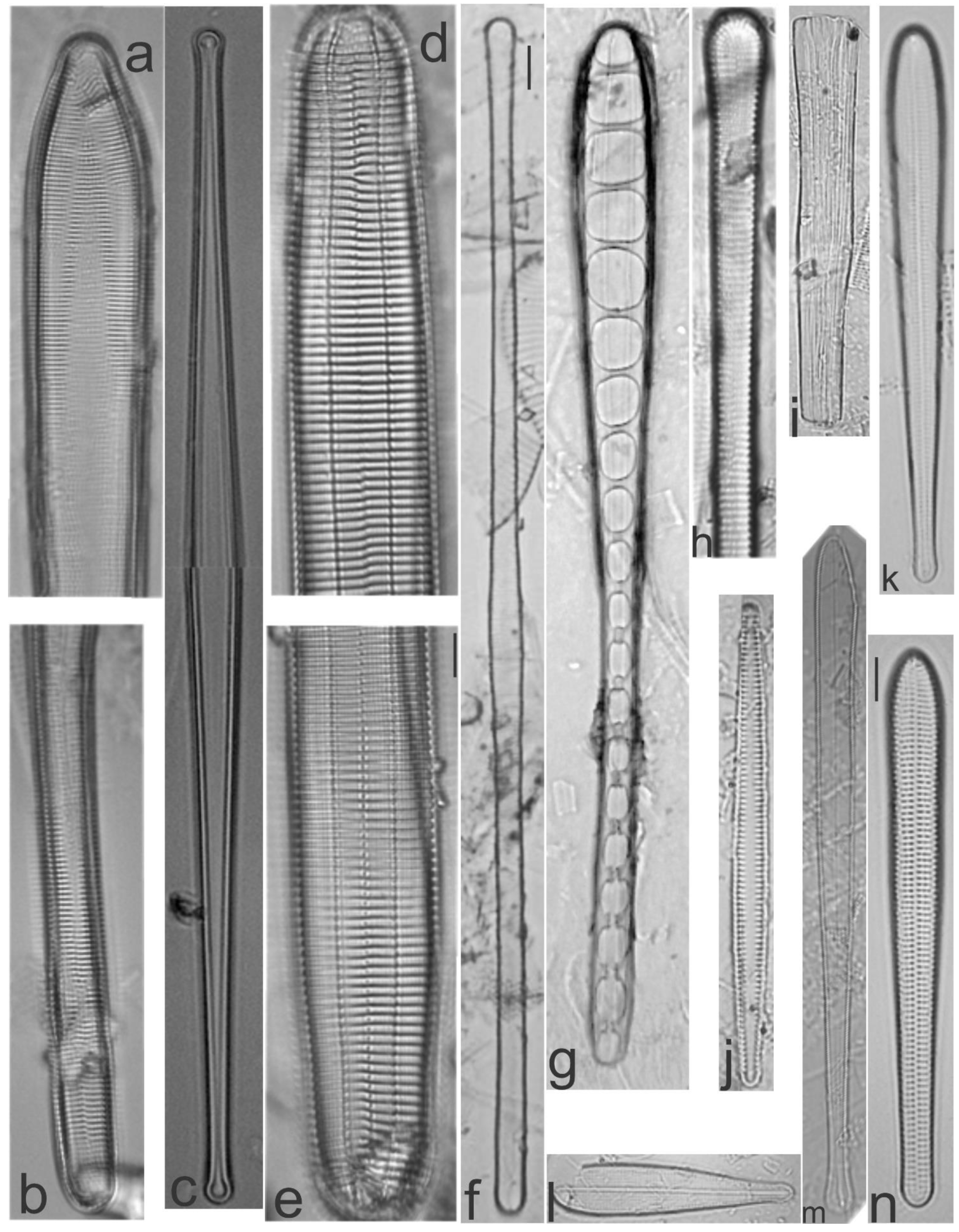 Diversity 13 00458 g009