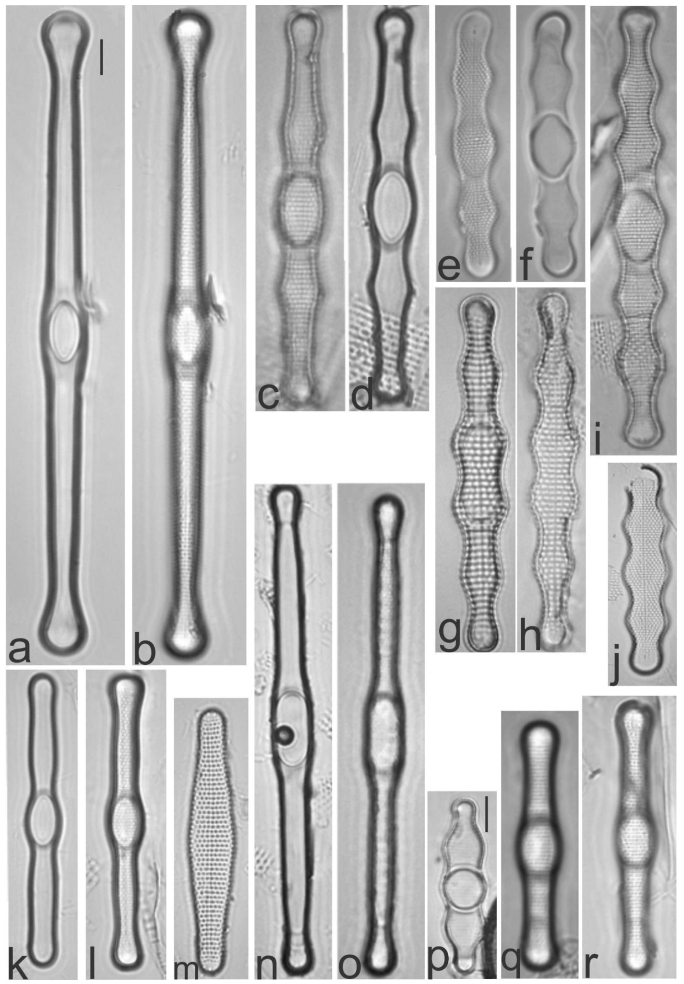 Diversity 13 00458 g010