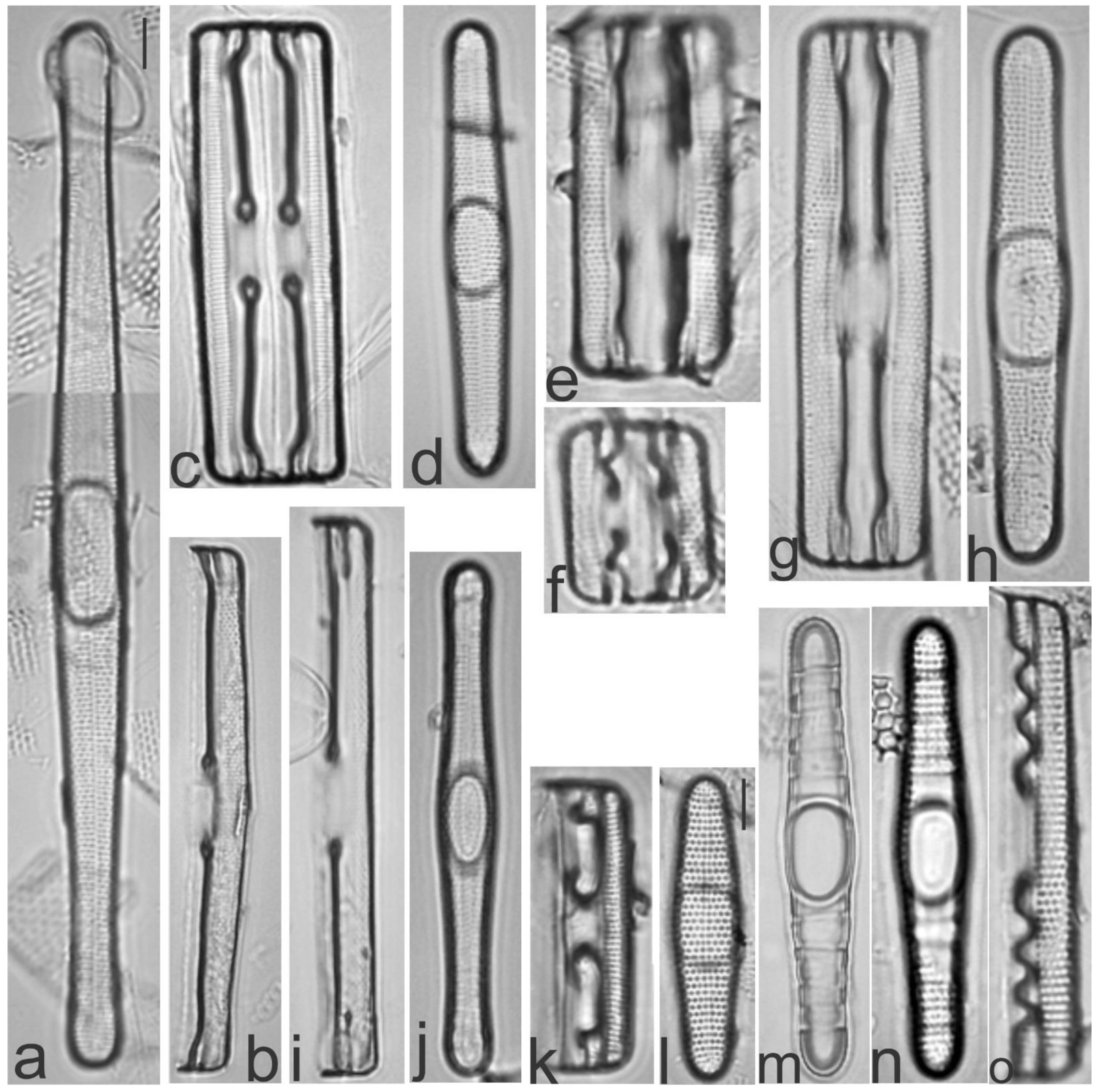 Diversity 13 00458 g011