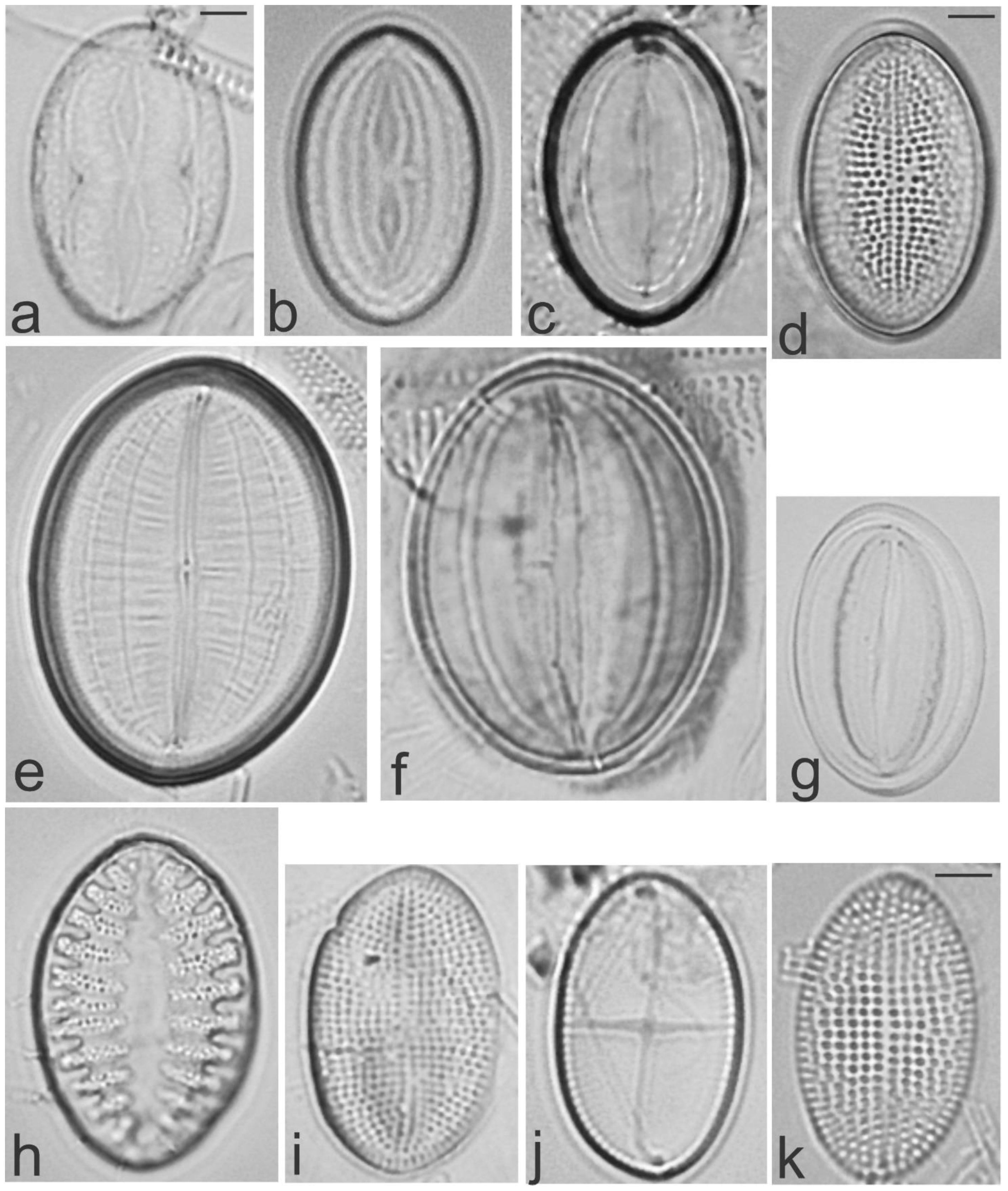 Diversity 13 00458 g012