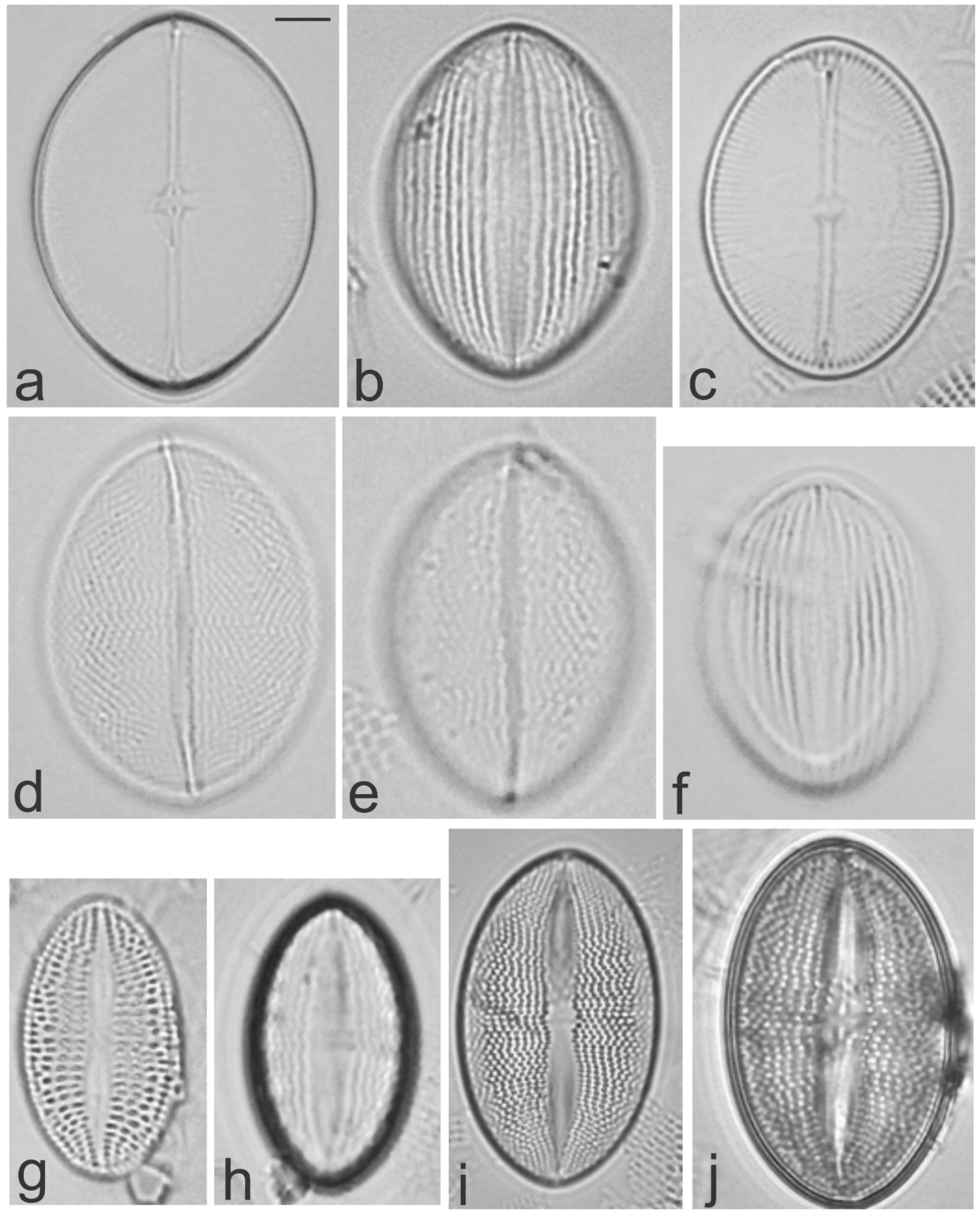 Diversity 13 00458 g013