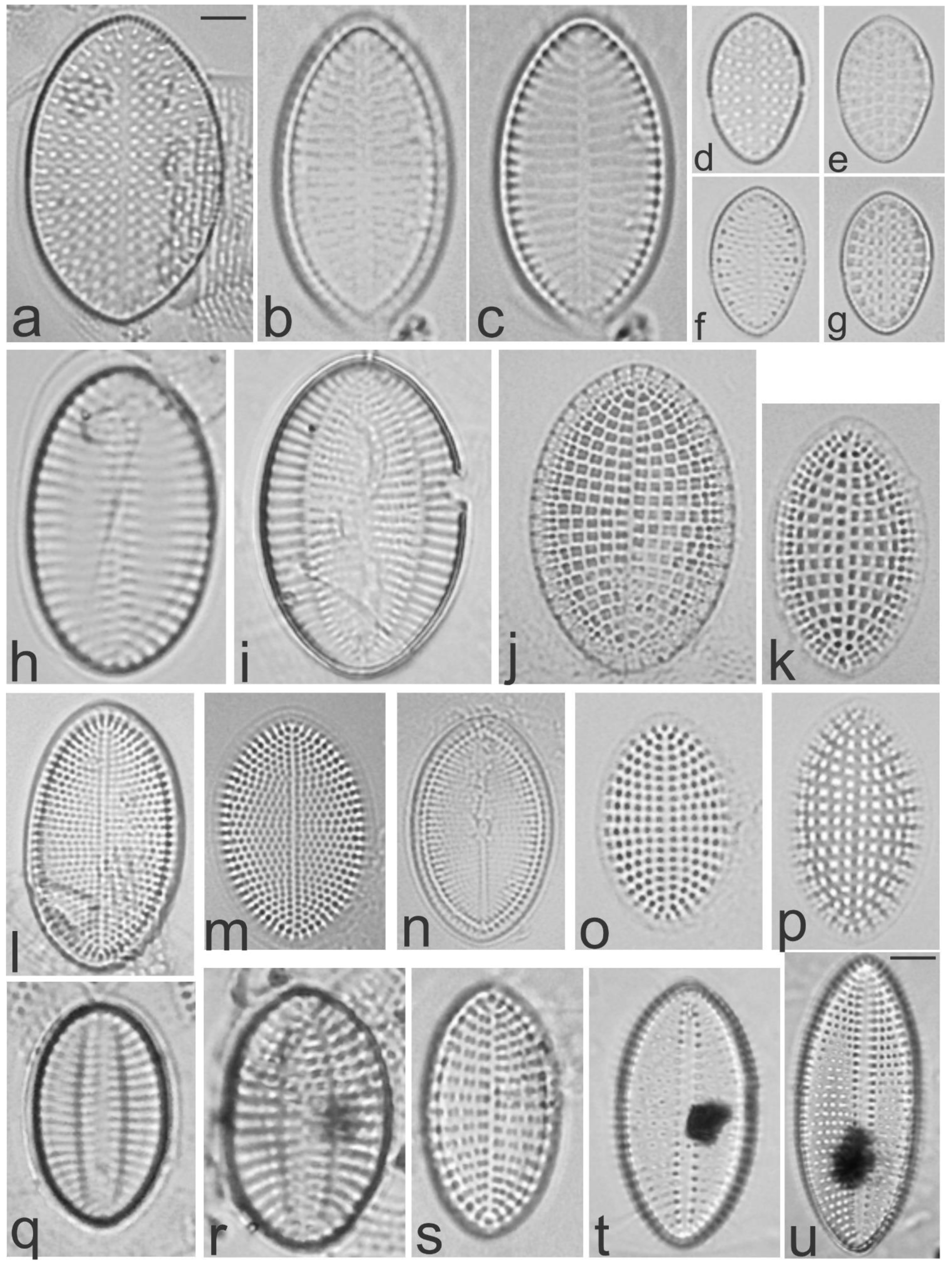 Diversity 13 00458 g014