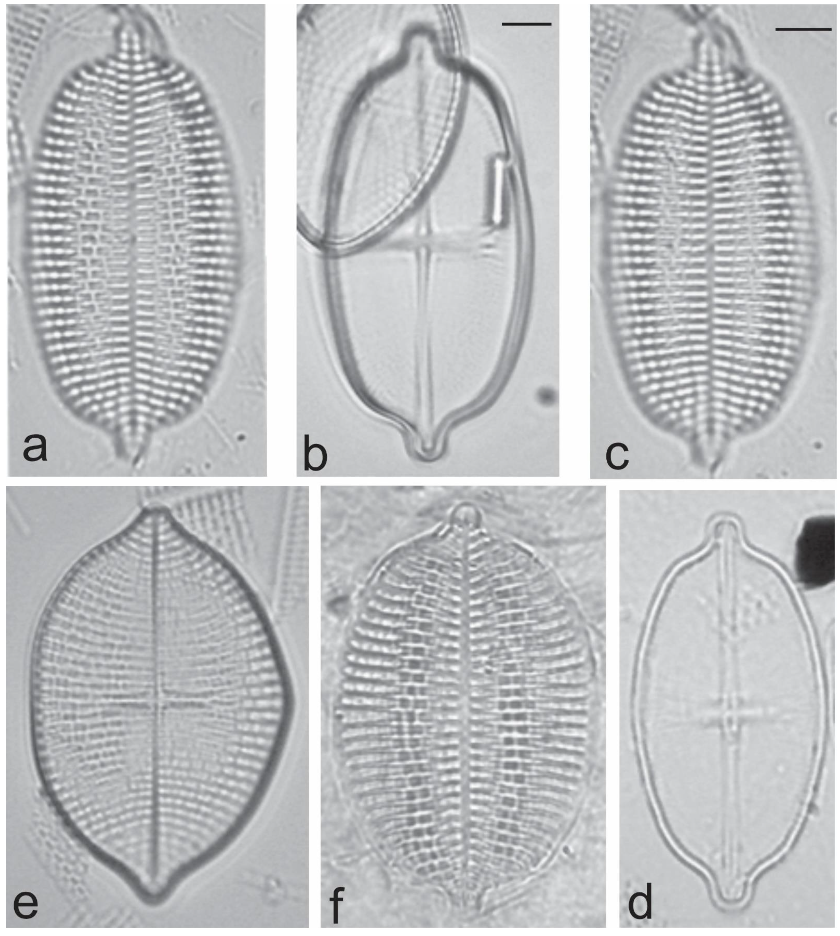 Diversity 13 00458 g015