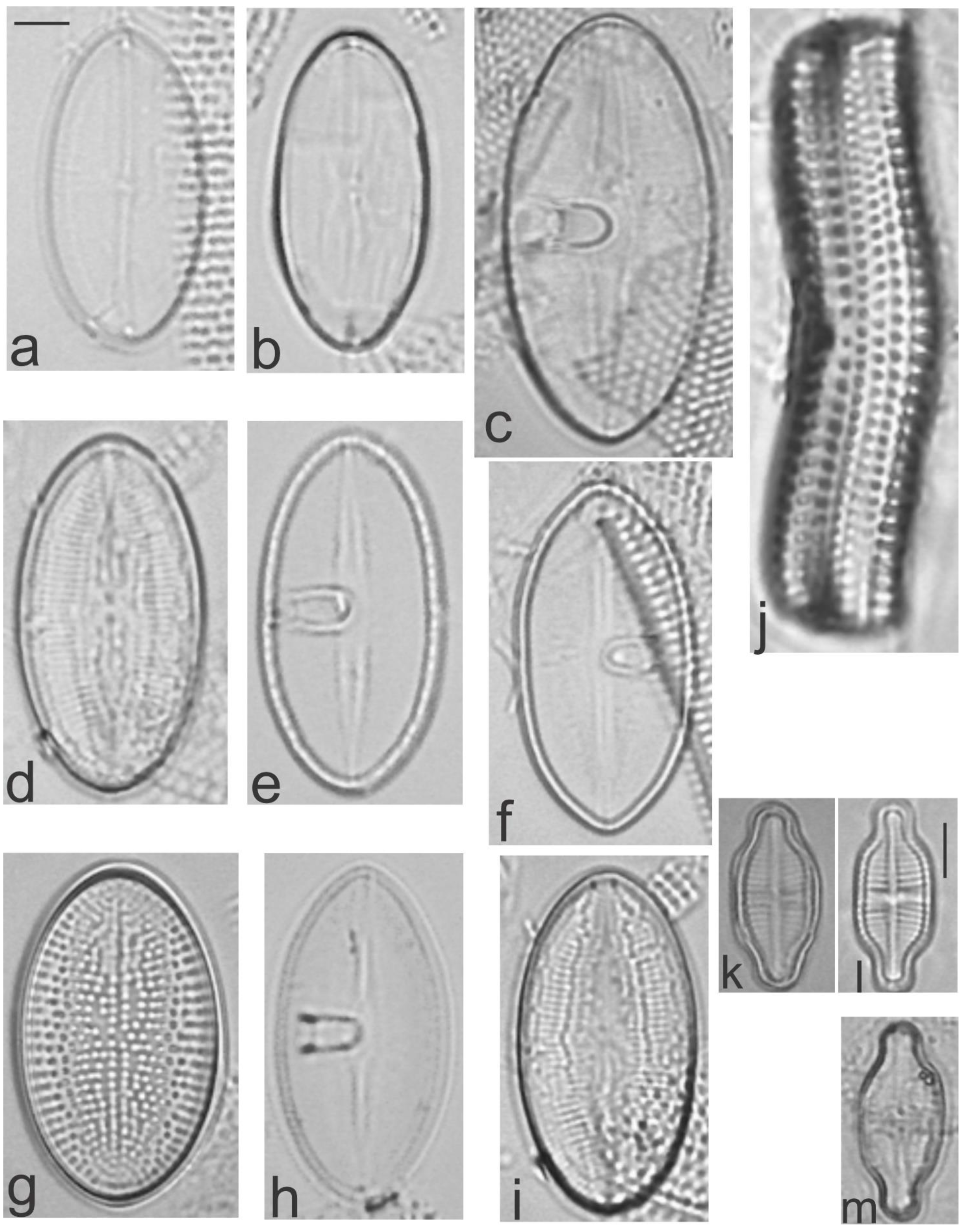 Diversity 13 00458 g016