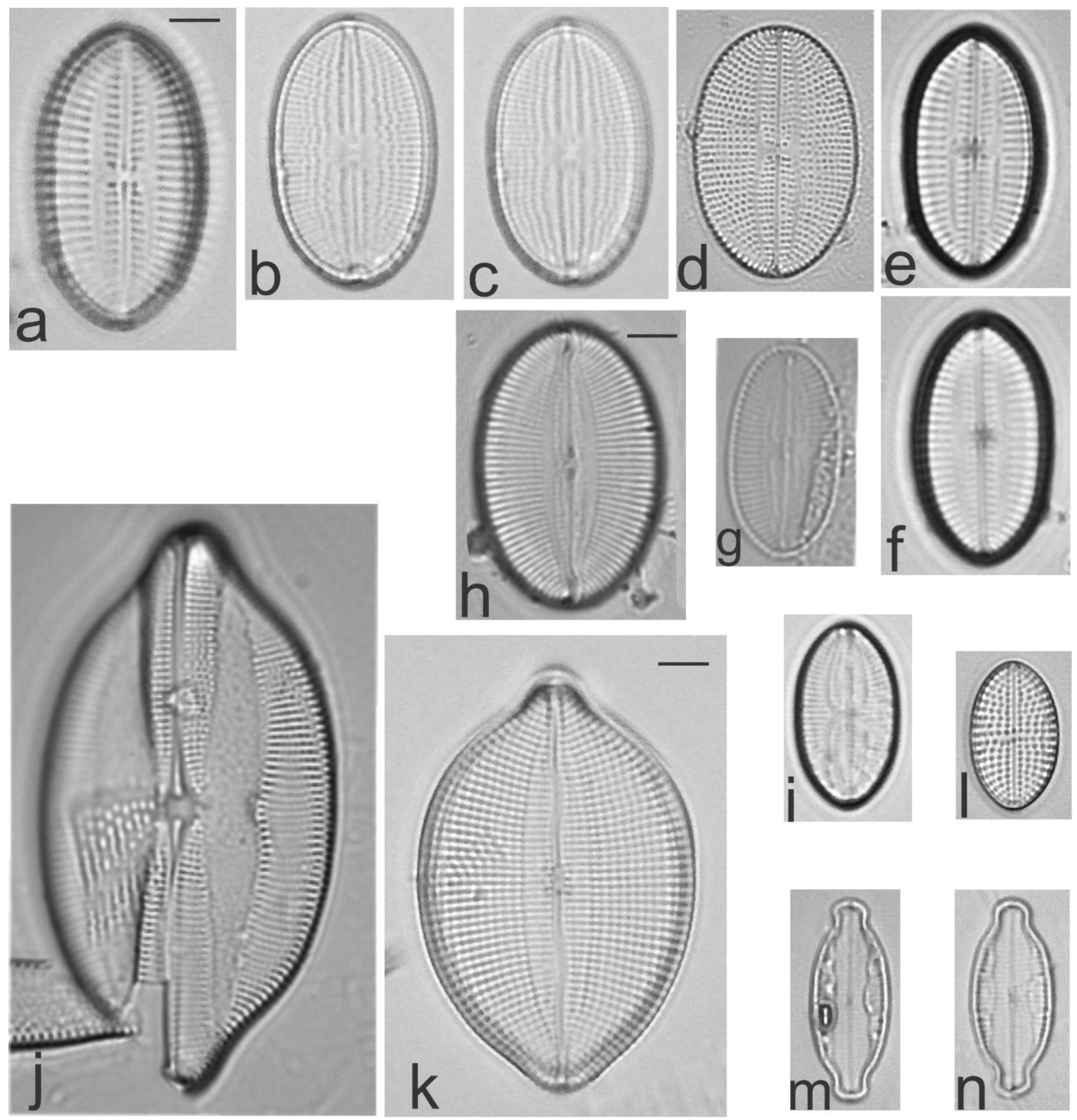 Diversity 13 00458 g017