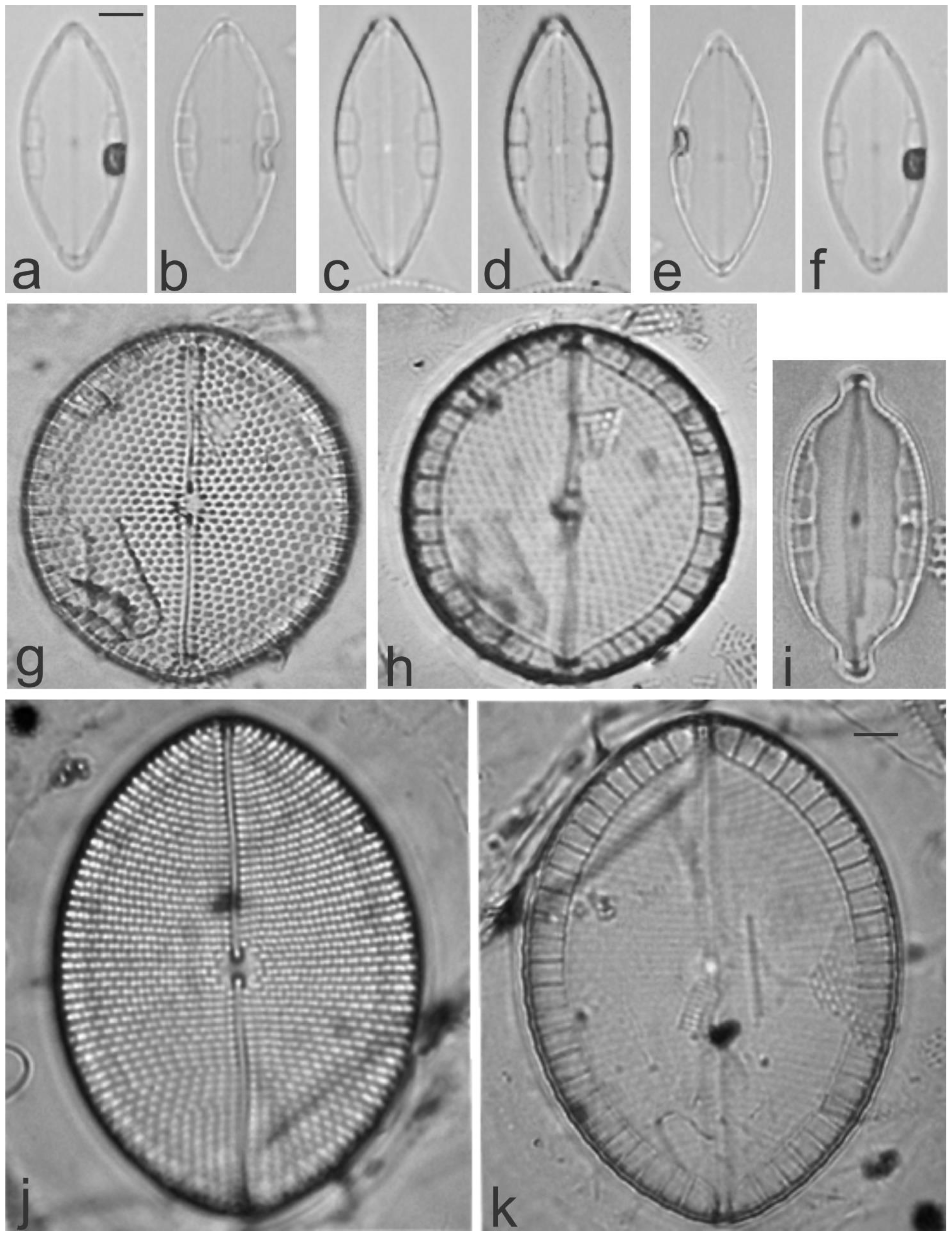 Diversity 13 00458 g019