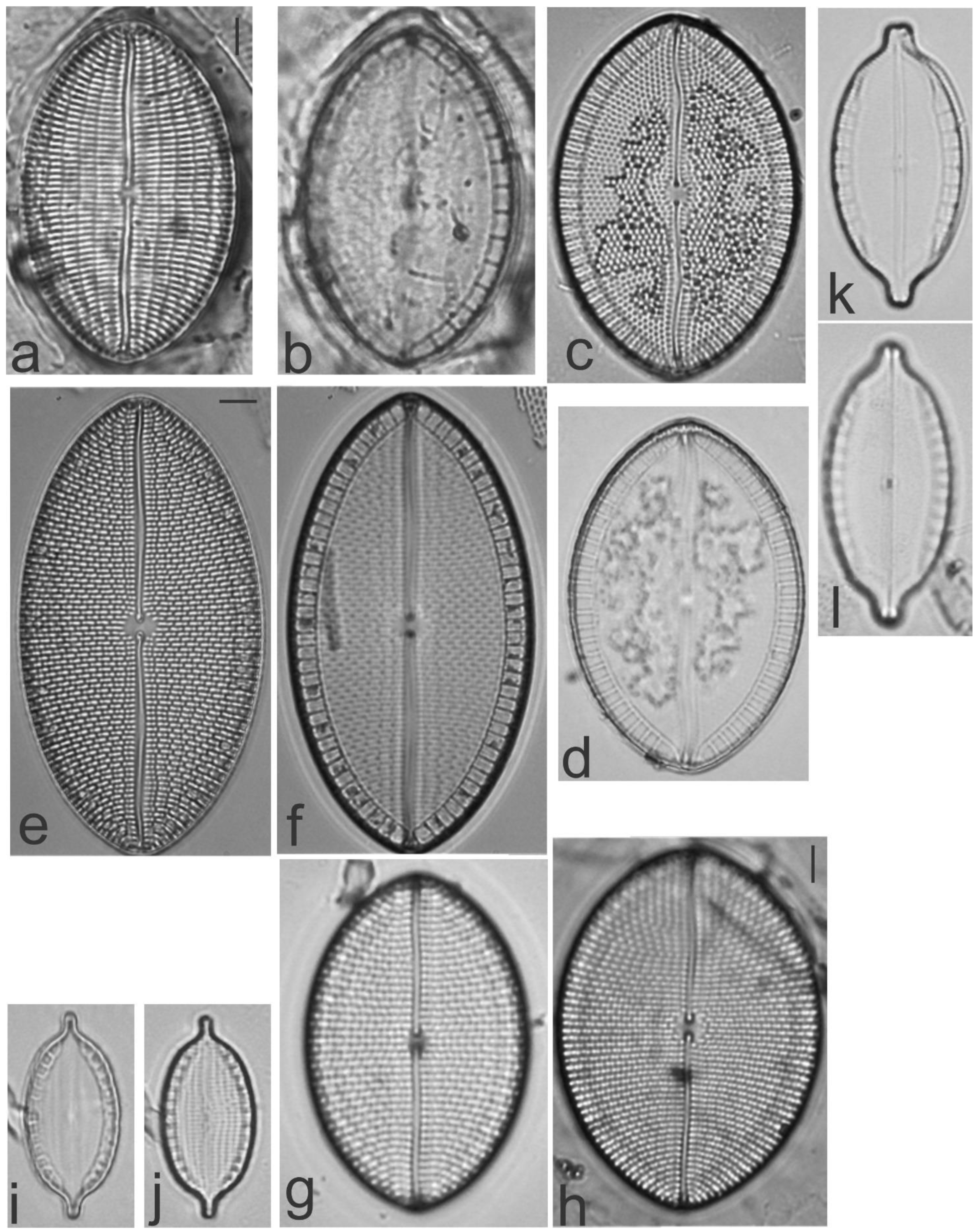 Diversity 13 00458 g020