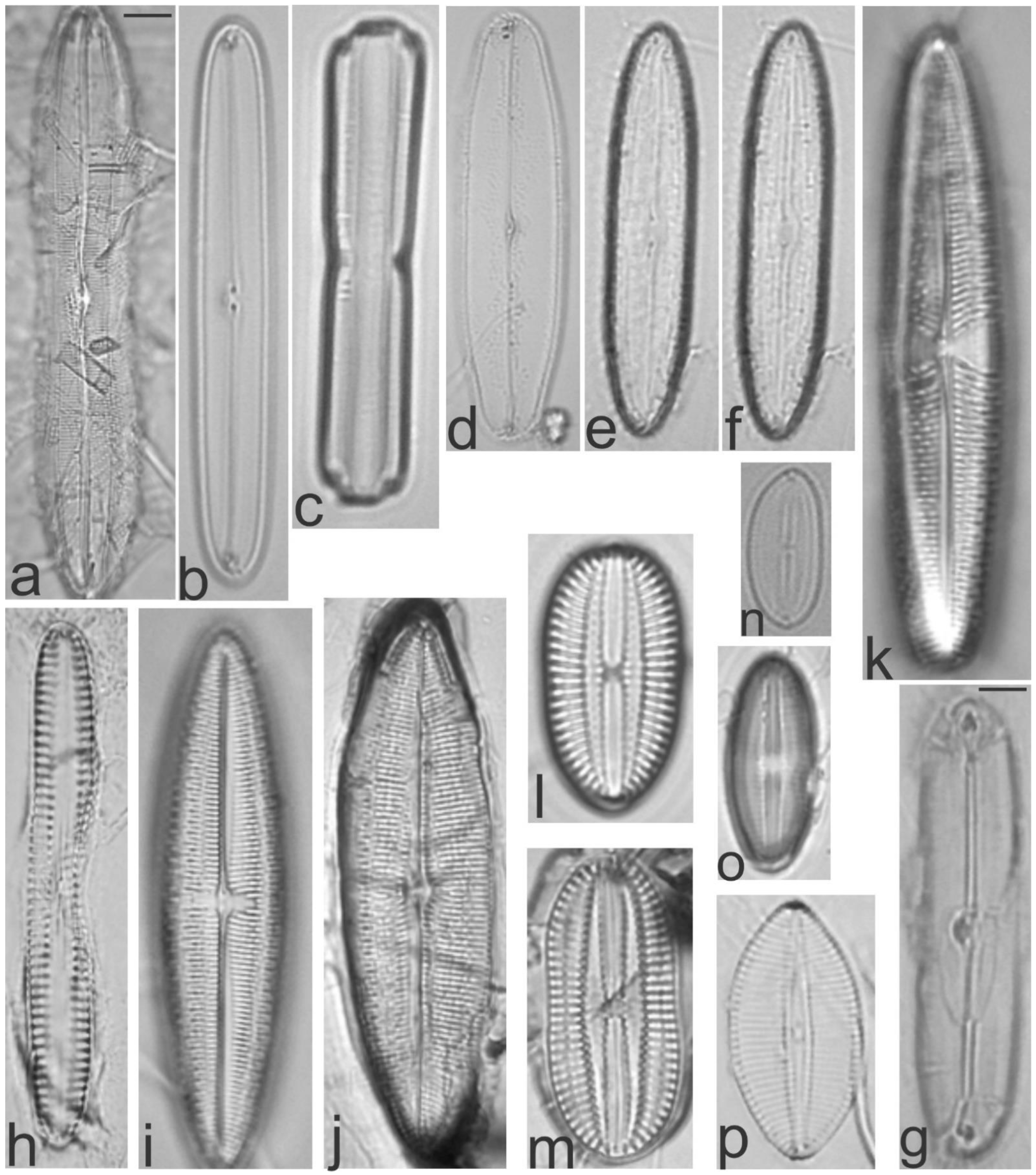 Diversity 13 00458 g021