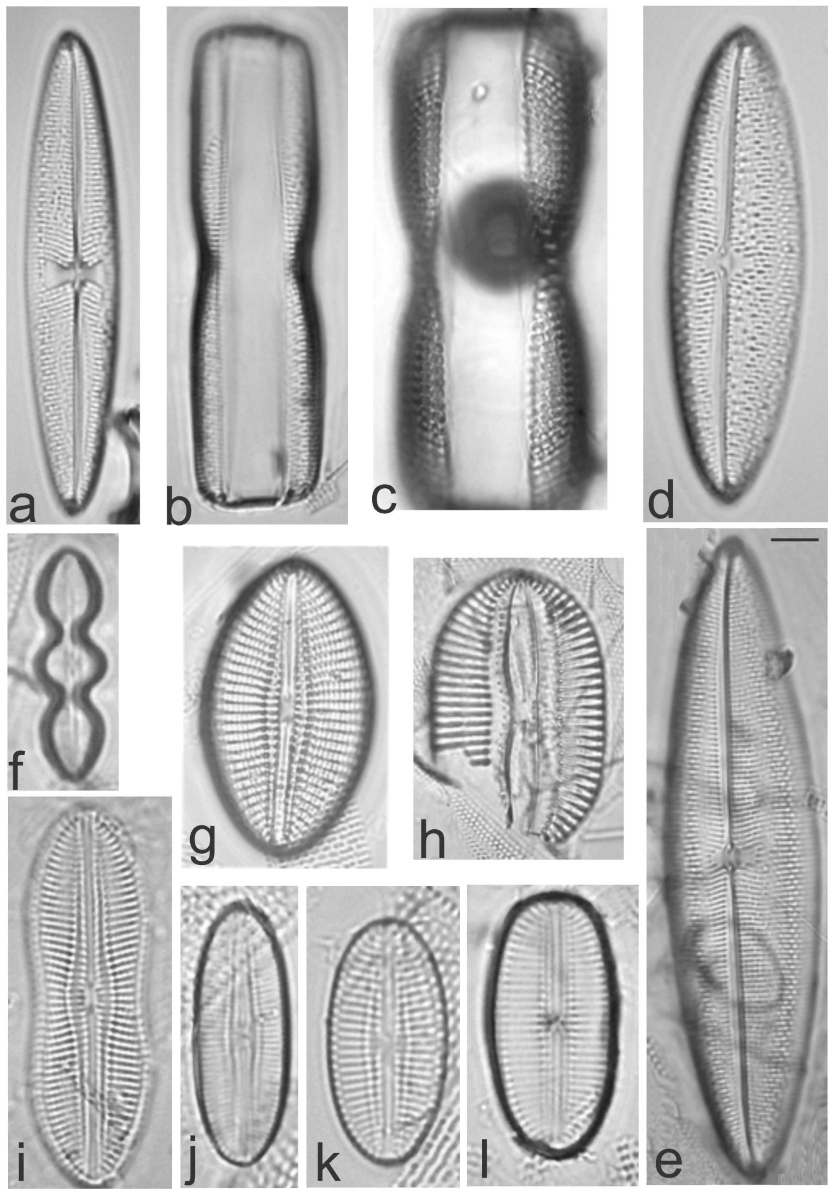 Diversity 13 00458 g022