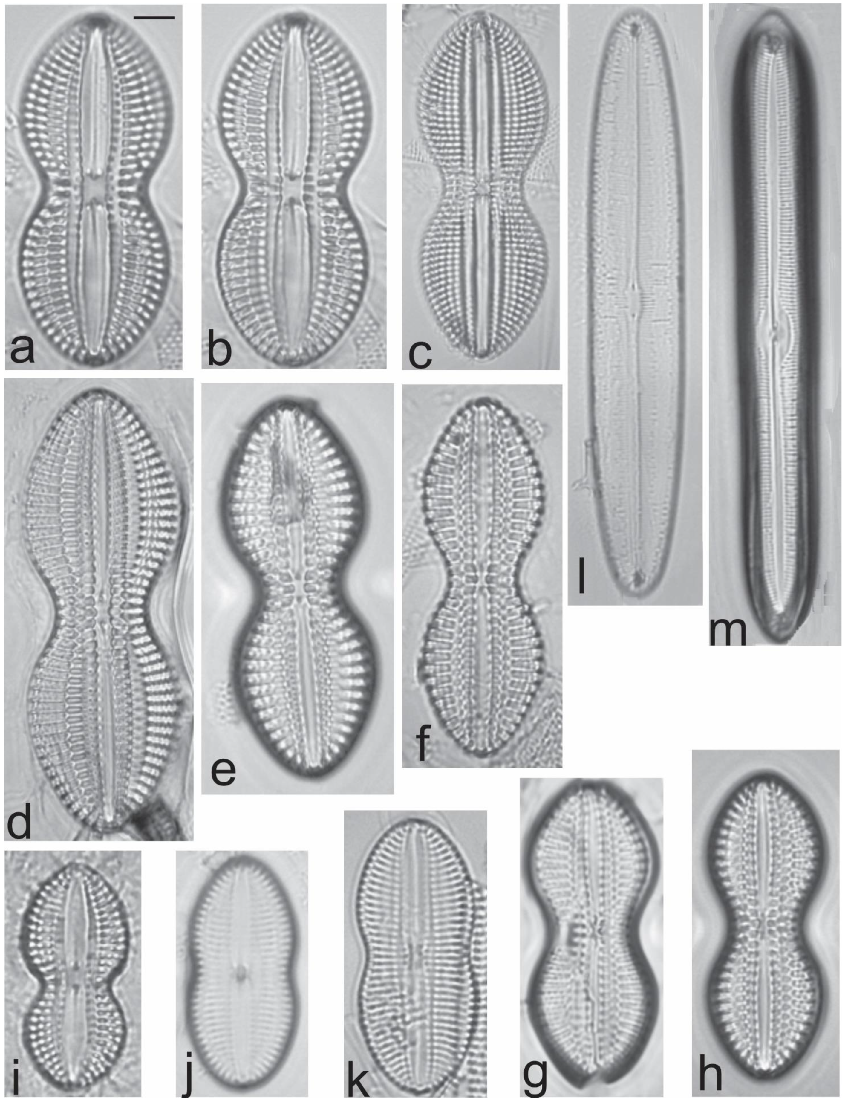 Diversity 13 00458 g023