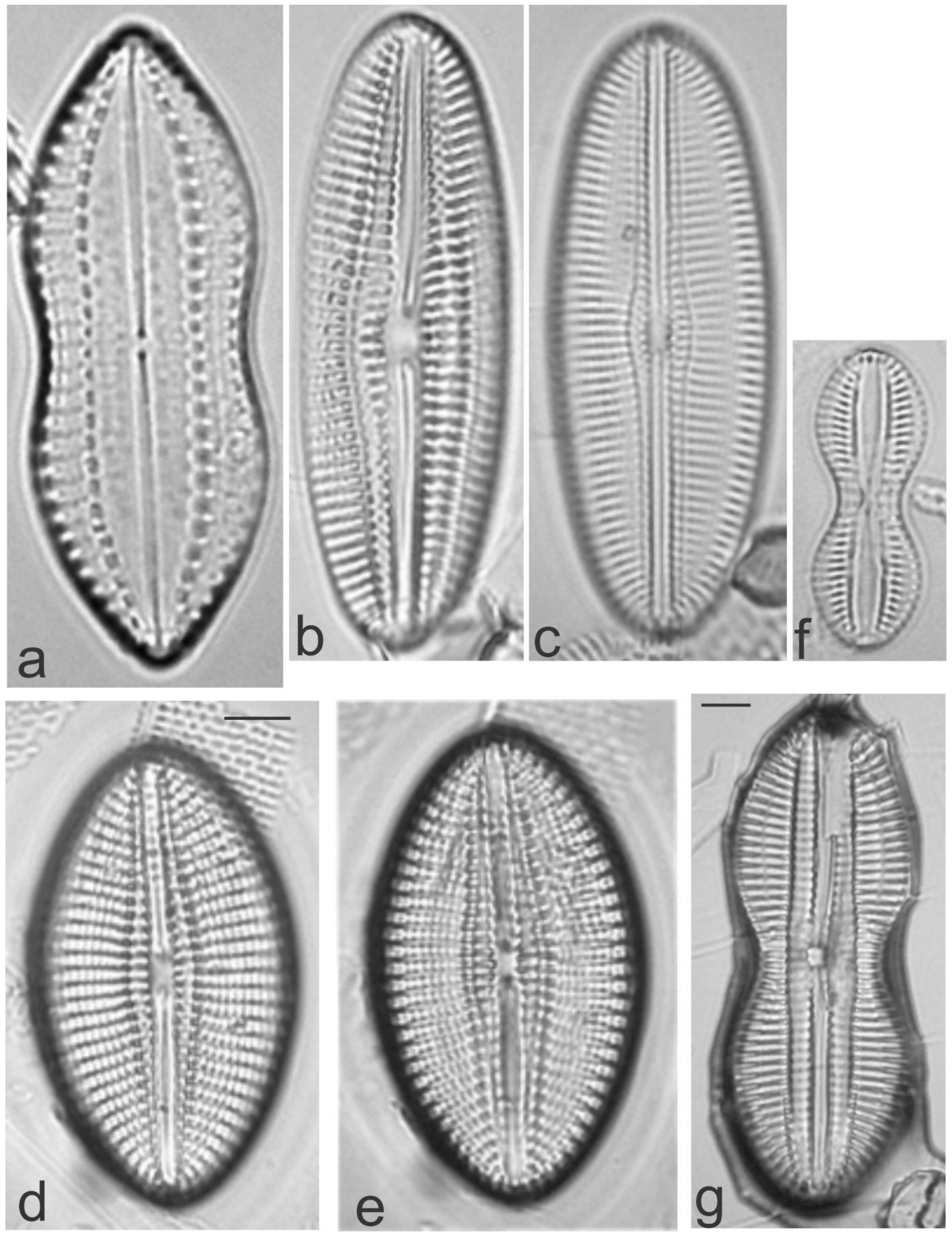 Diversity 13 00458 g024