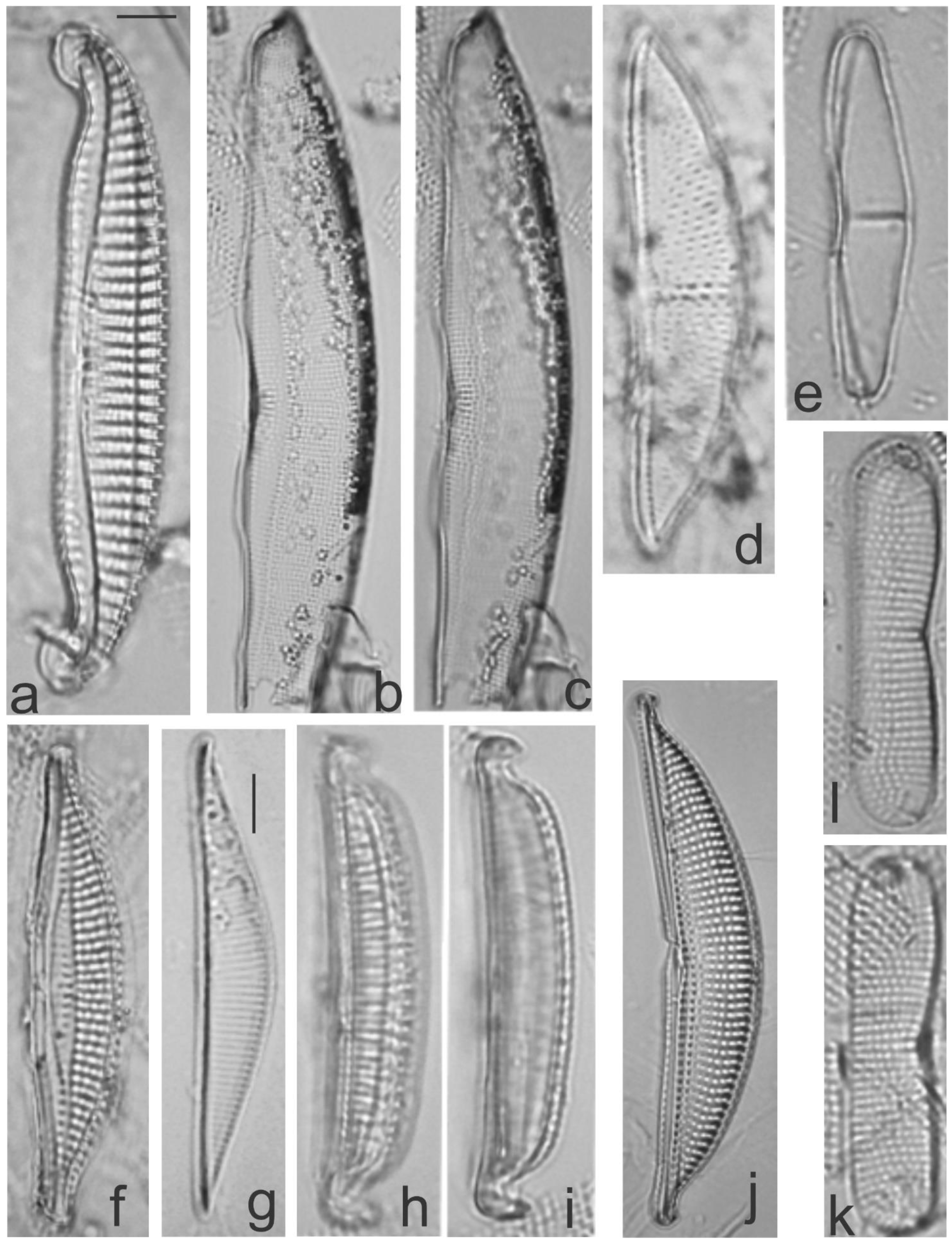 Diversity 13 00458 g025
