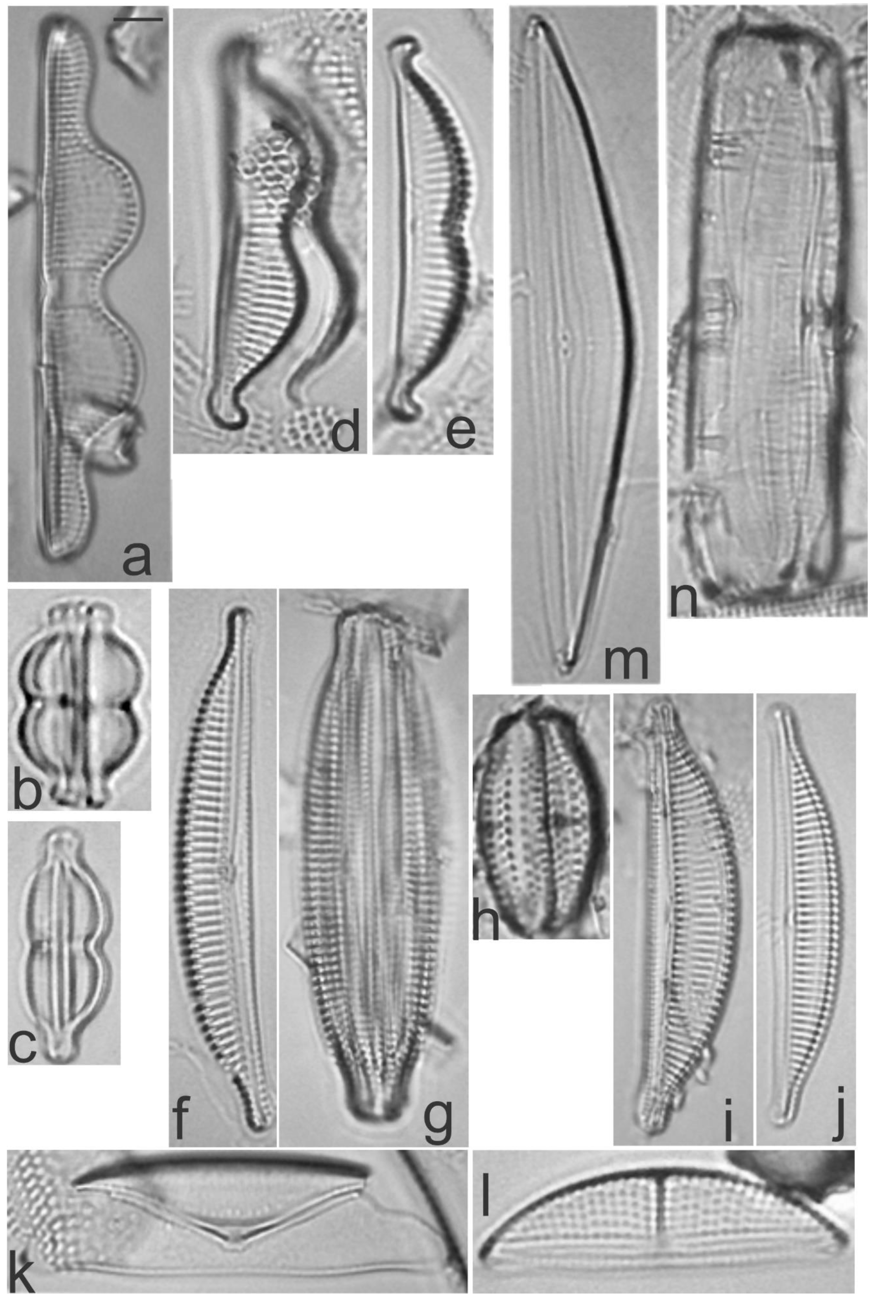 Diversity 13 00458 g027