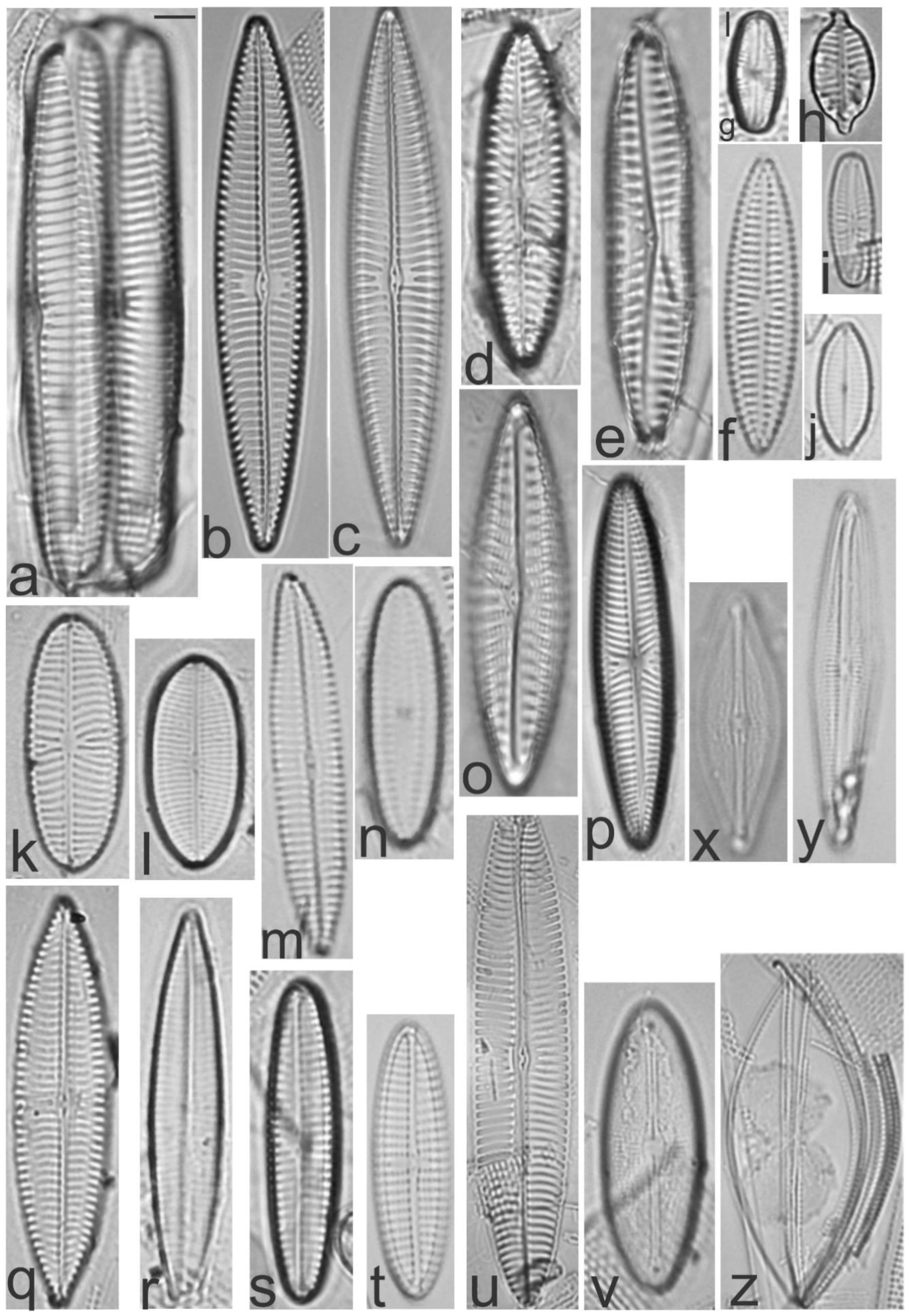 Diversity 13 00458 g028