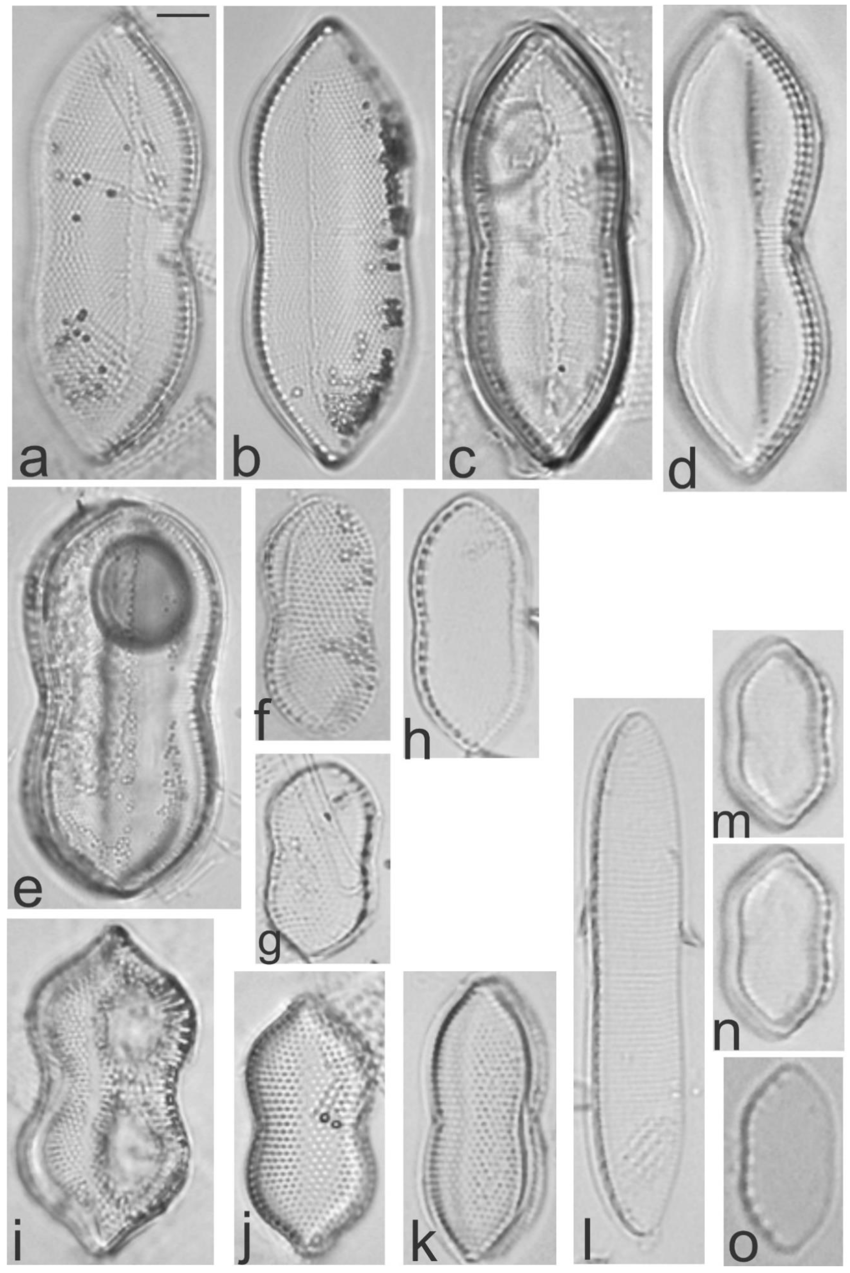 Diversity 13 00458 g029