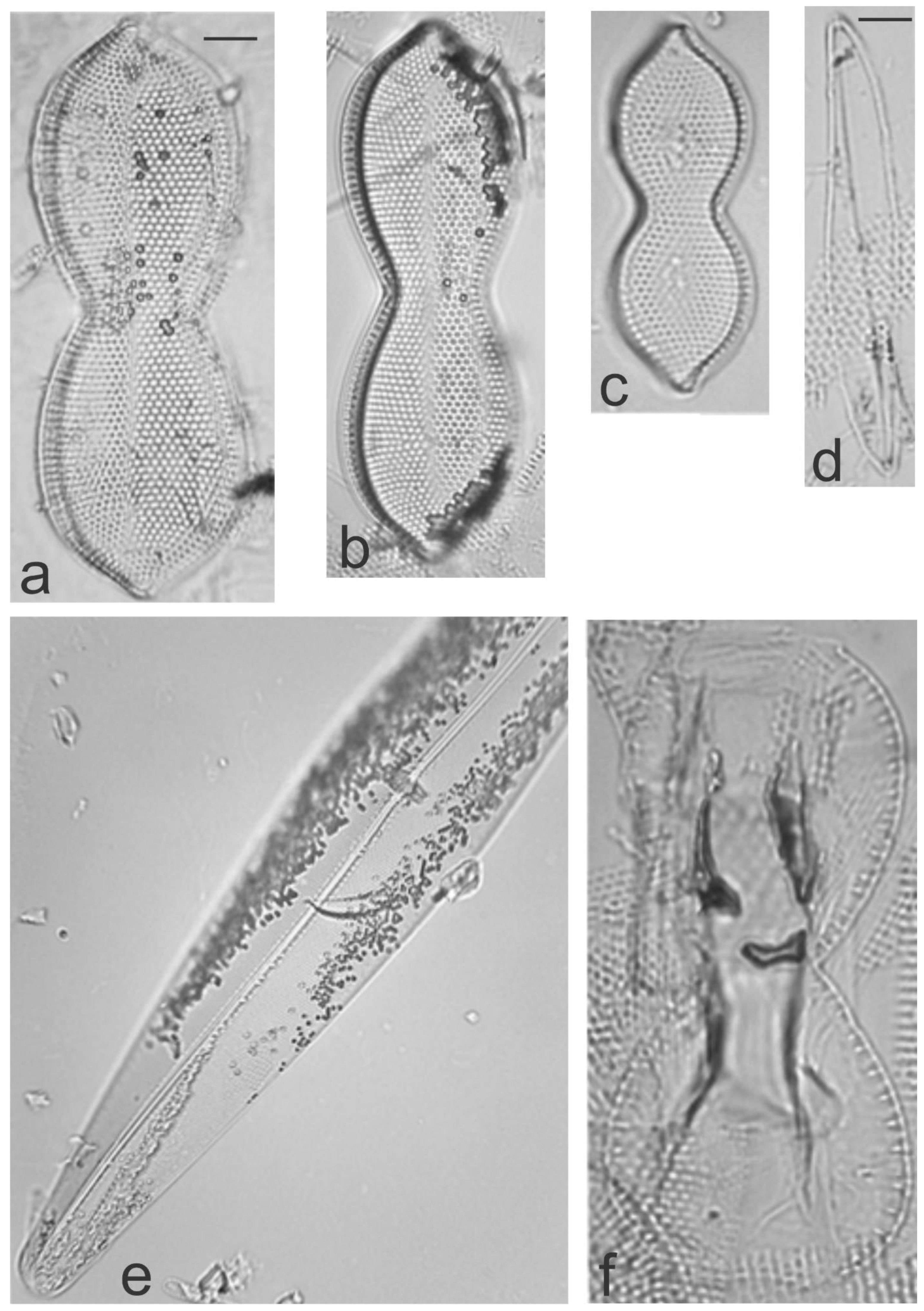 Diversity 13 00458 g030