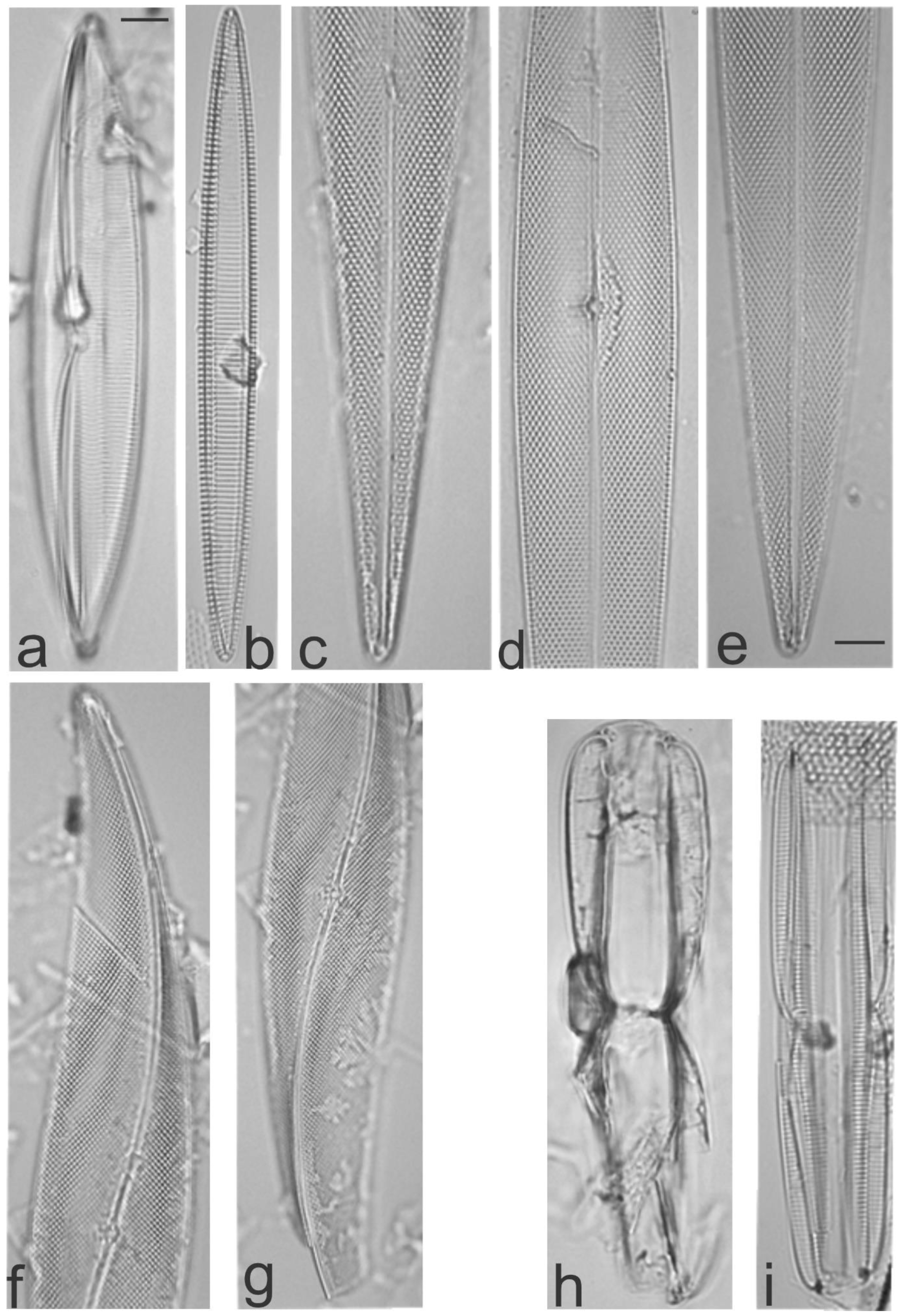 Diversity 13 00458 g031