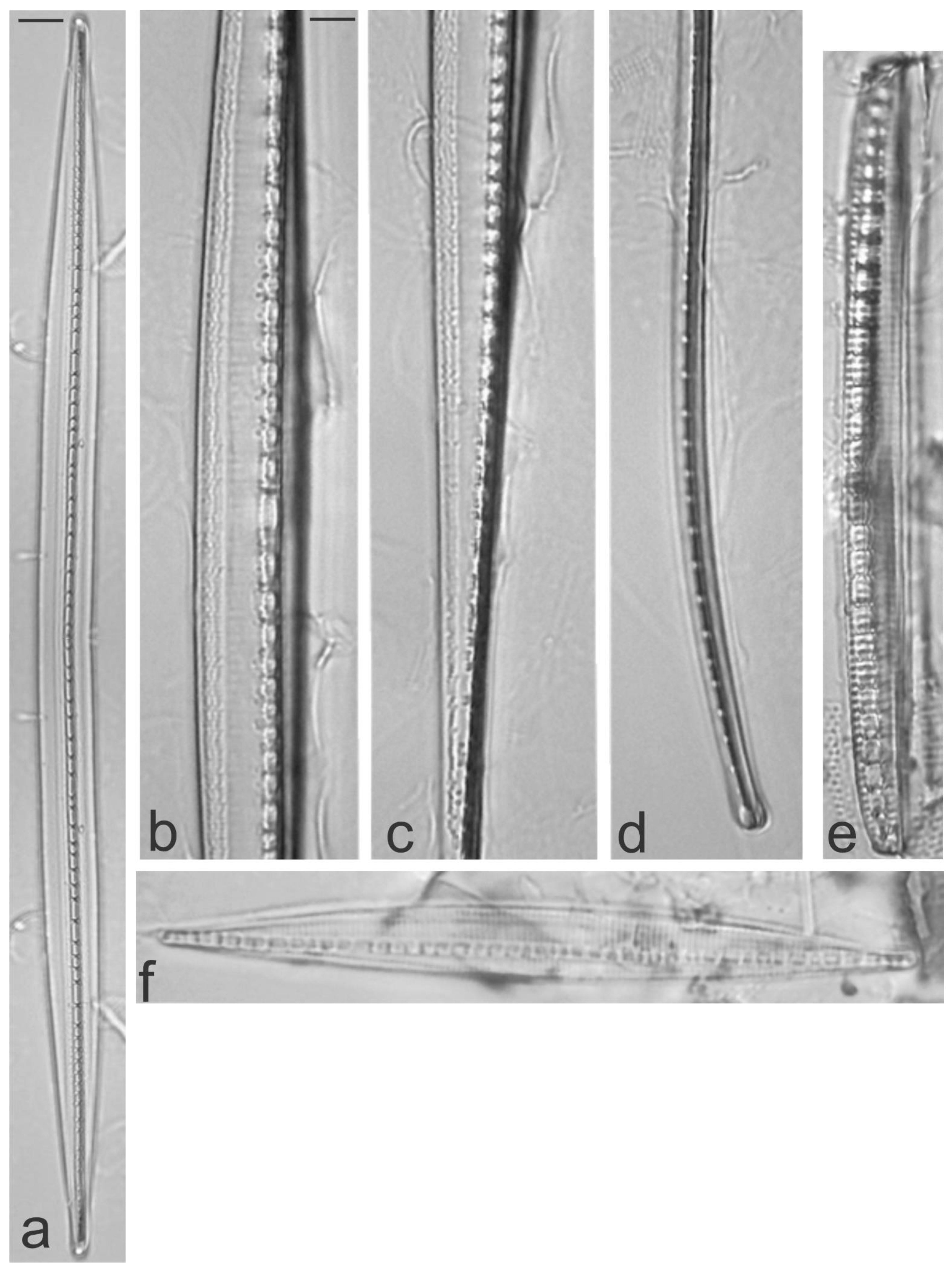 Diversity 13 00458 g032