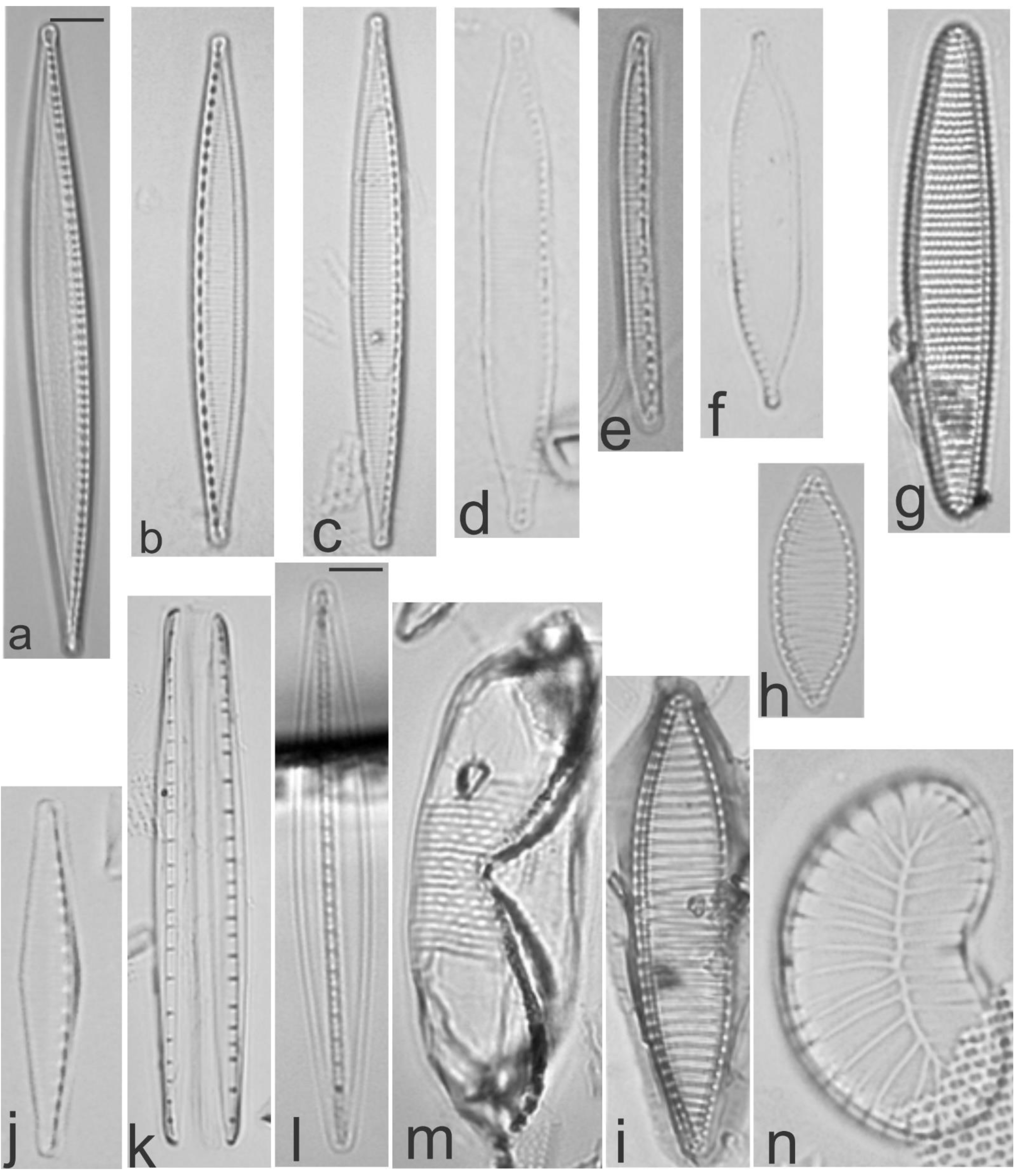 Diversity 13 00458 g033