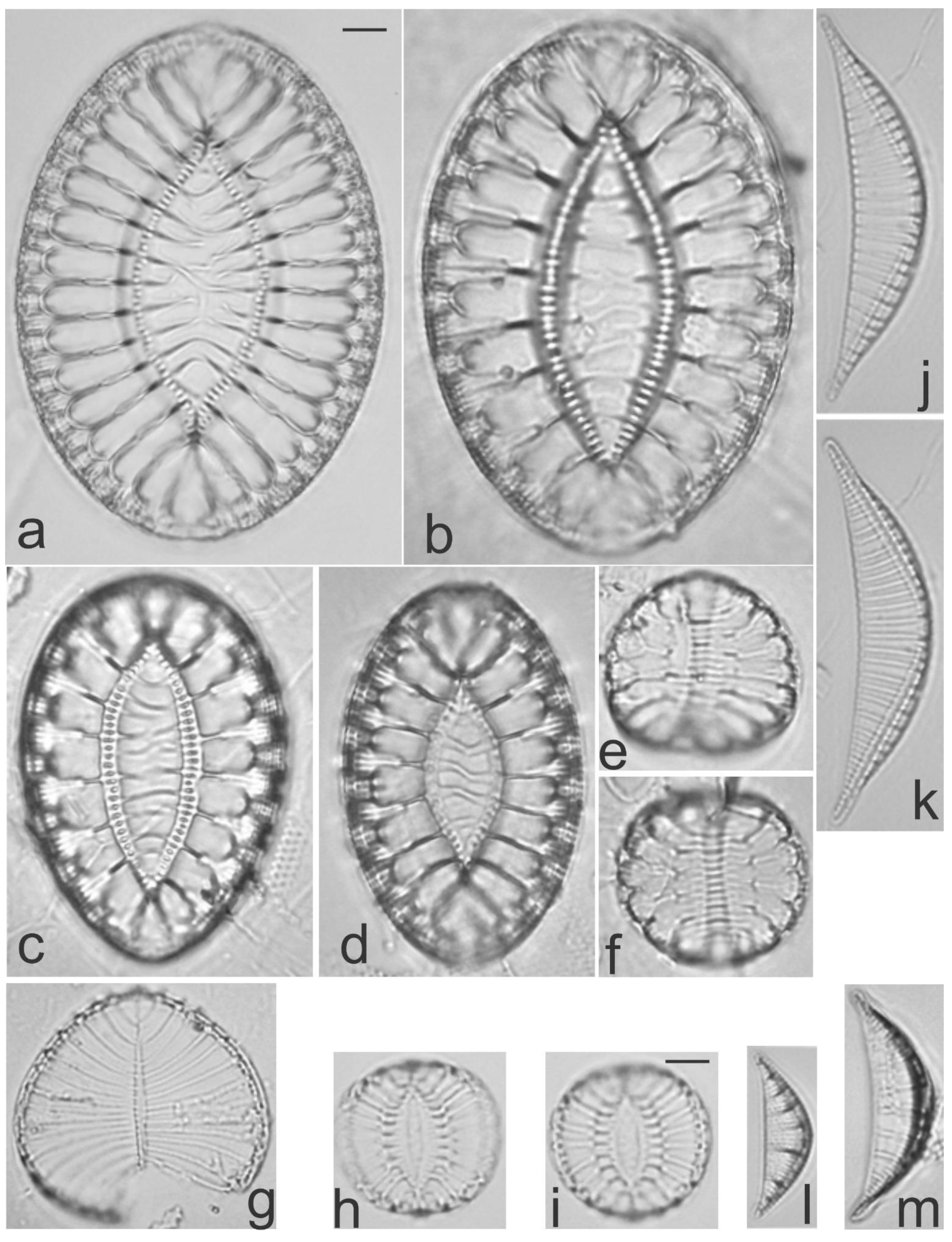 Diversity 13 00458 g034