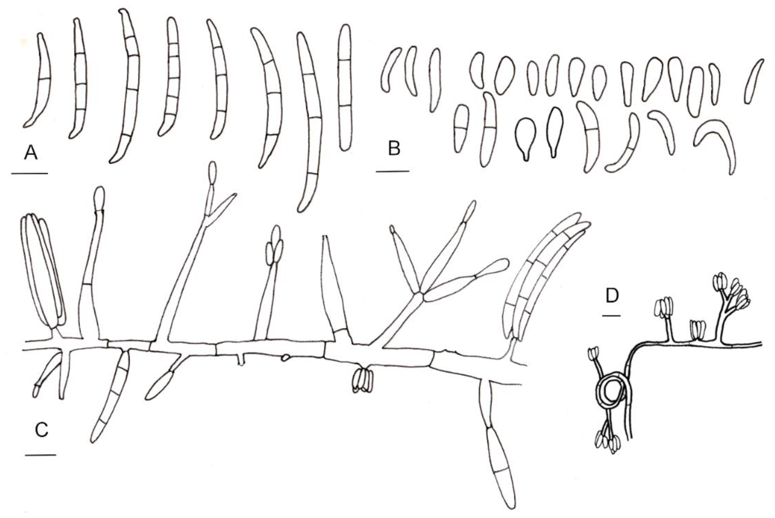 Diversity 13 00472 g003 Diversity 13 00472 g003
