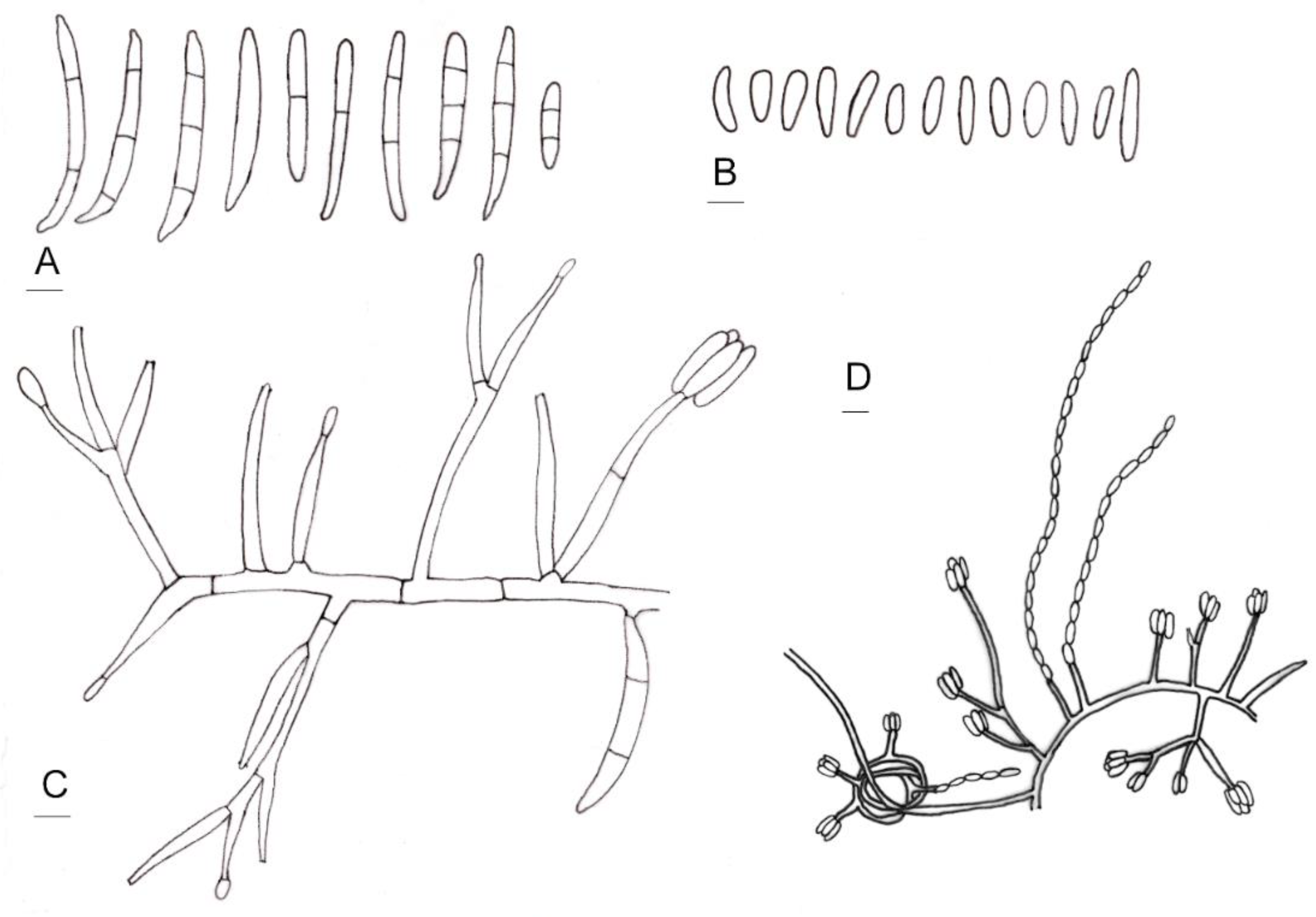 Diversity 13 00472 g004 Diversity 13 00472 g004
