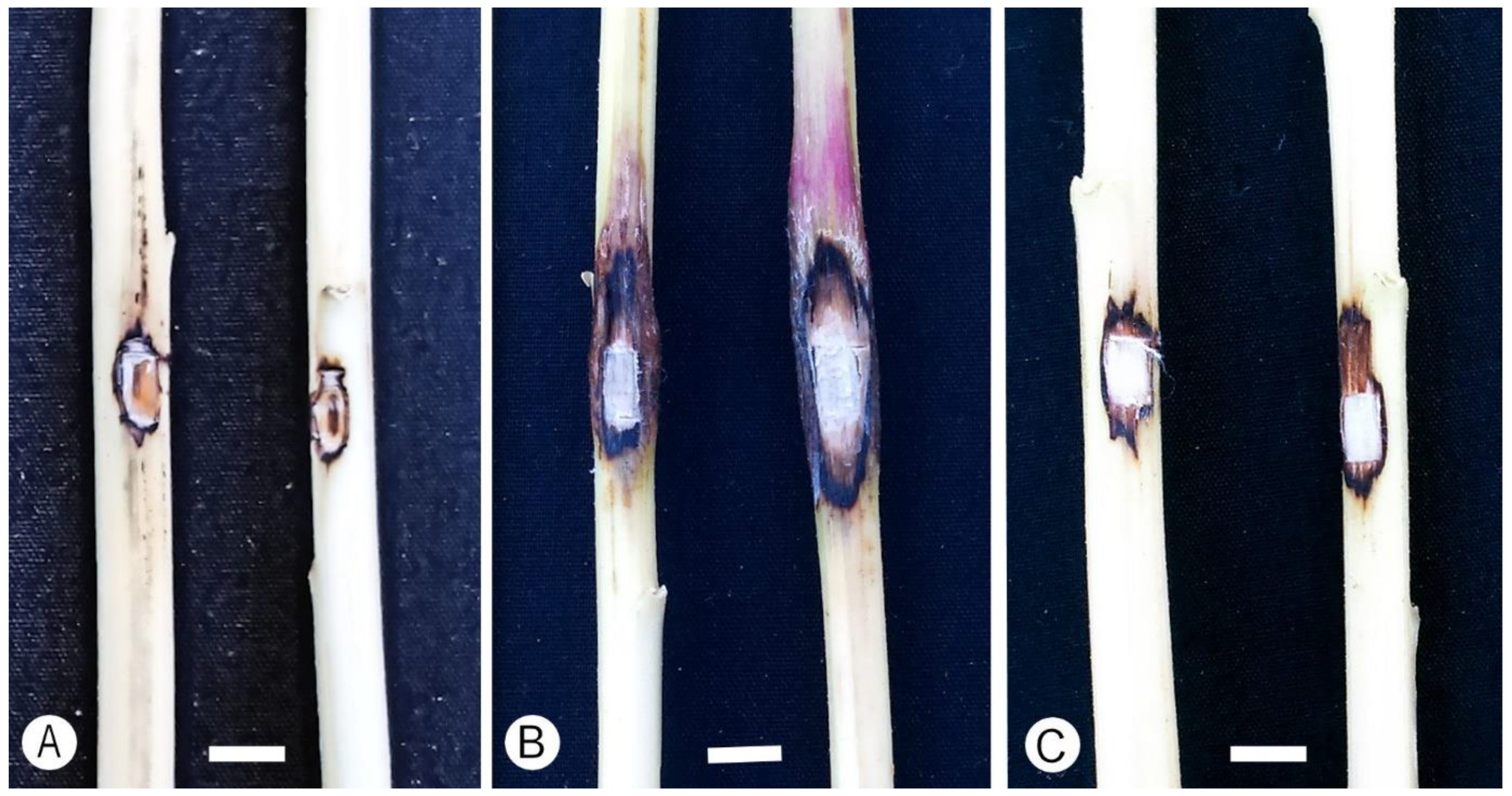Diversity 13 00472 g005 Diversity 13 00472 g005