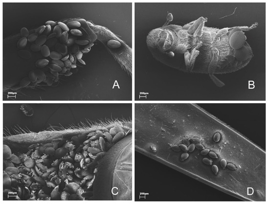 Diversity 13 00476 g0a1 550