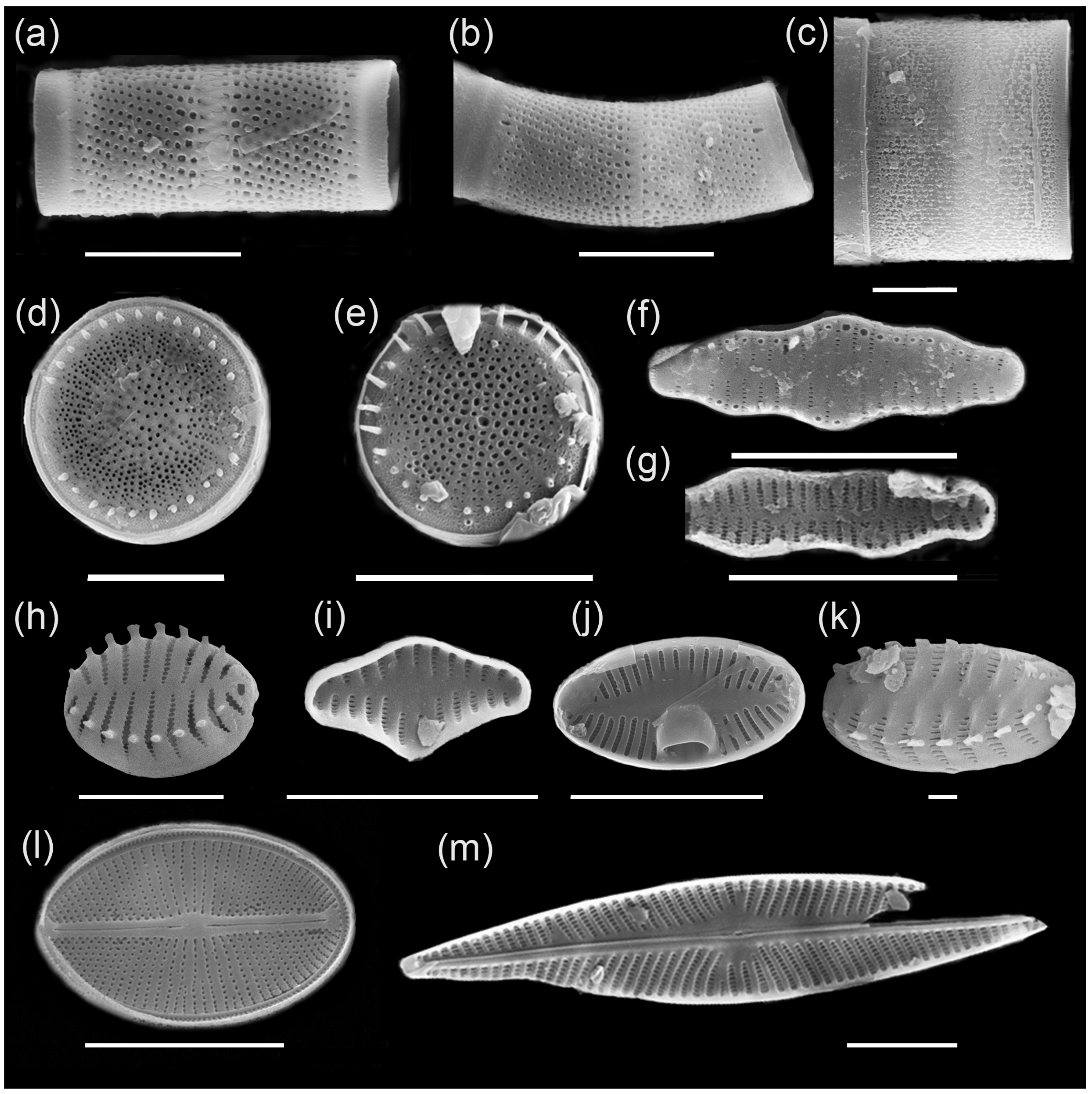 Diversity 13 00479 g005