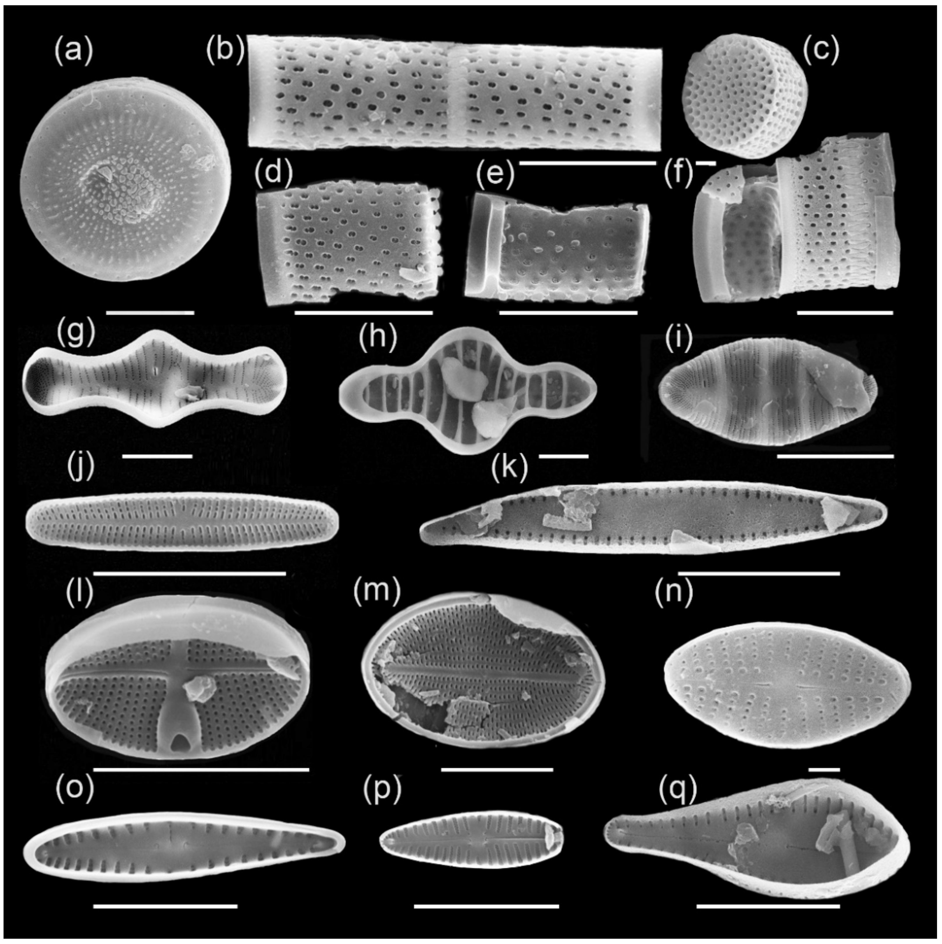 Diversity 13 00479 g006