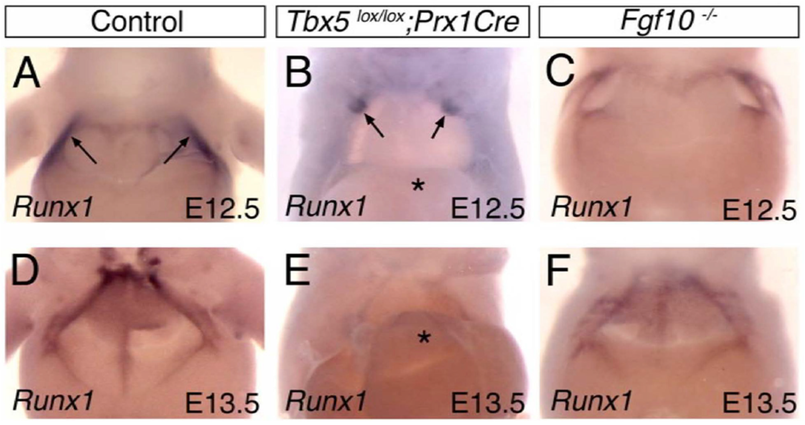 Diversity 13 00481 g001