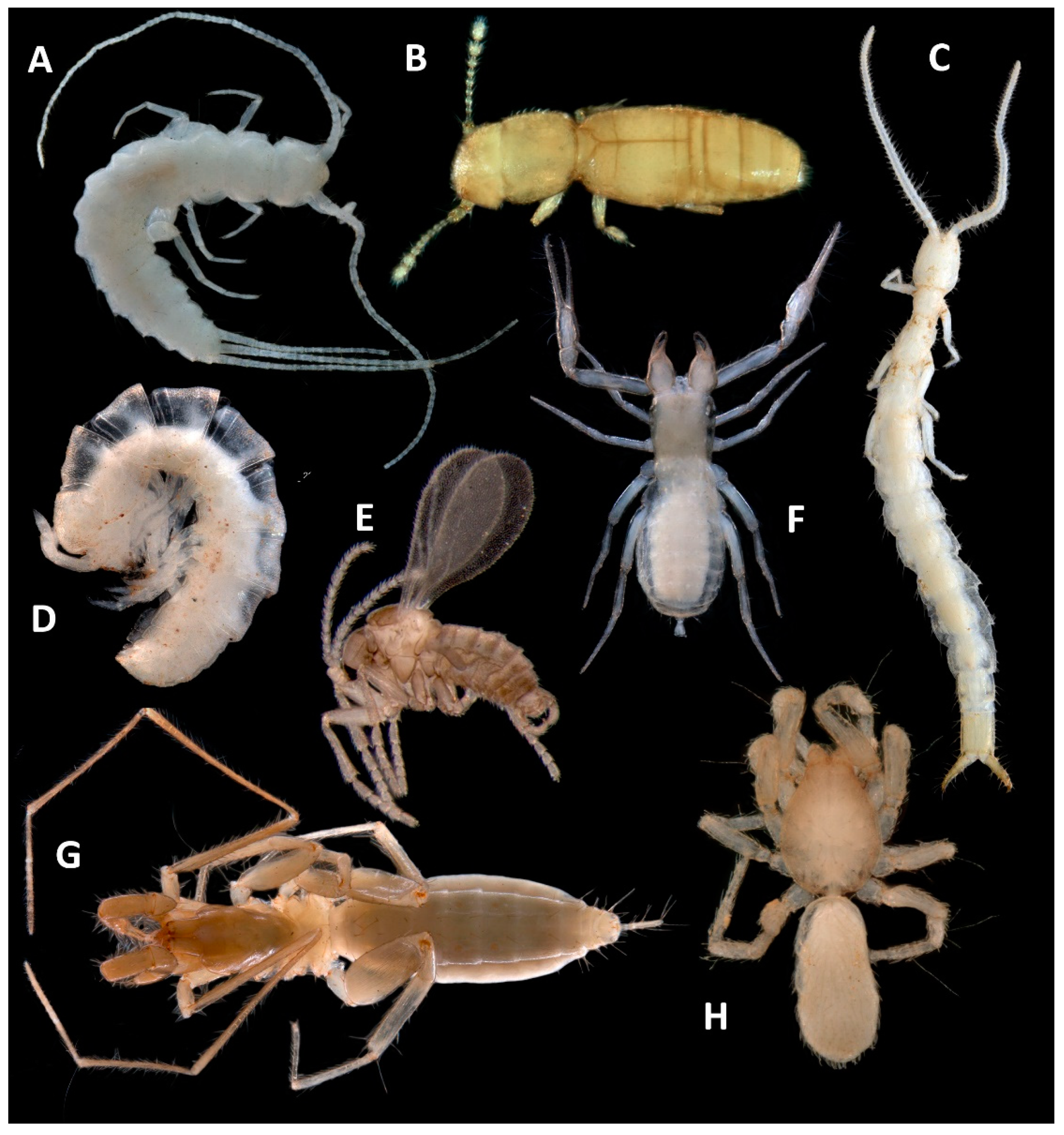 Diversity 13 00482 g004