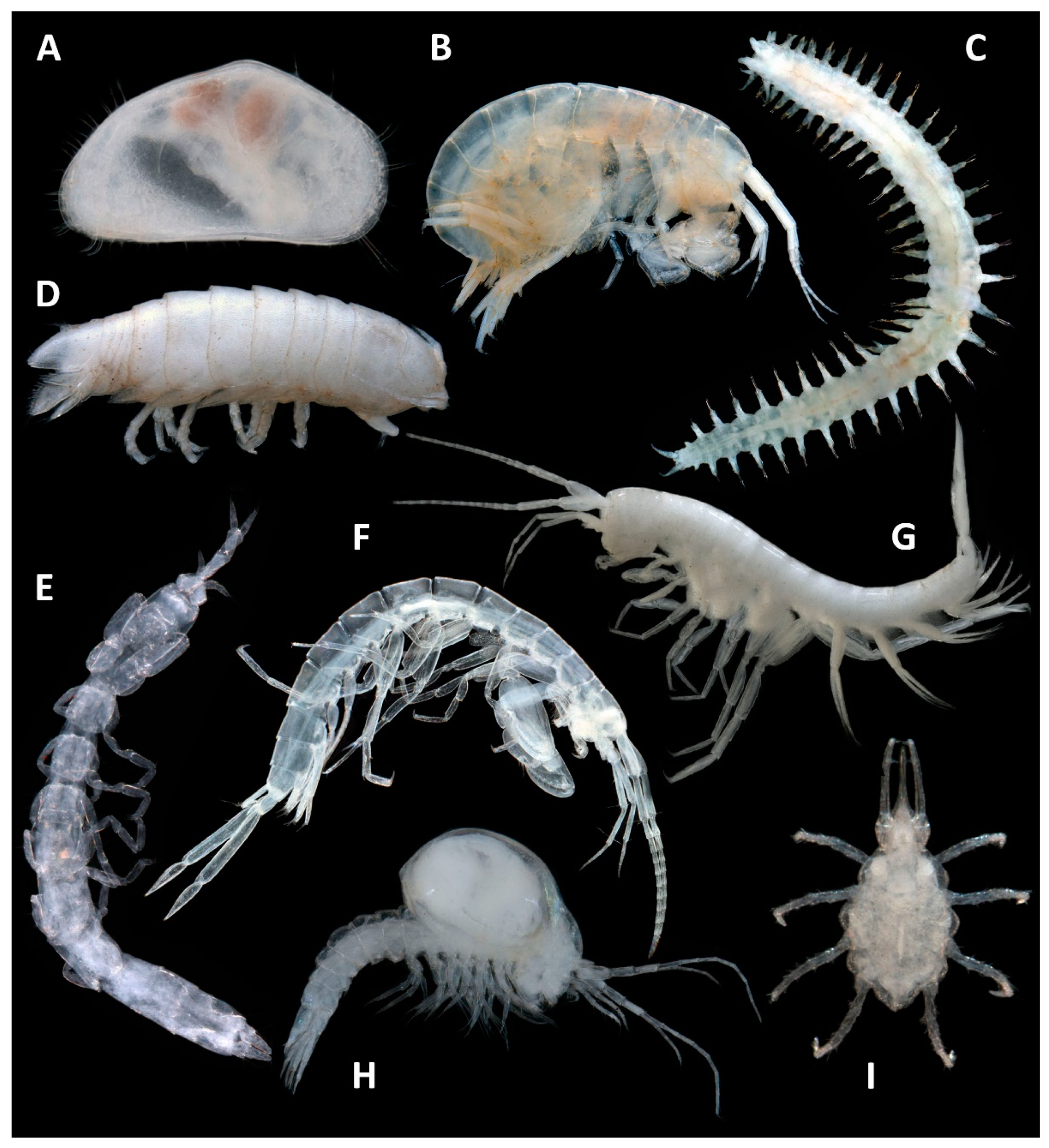 Diversity 13 00482 g005