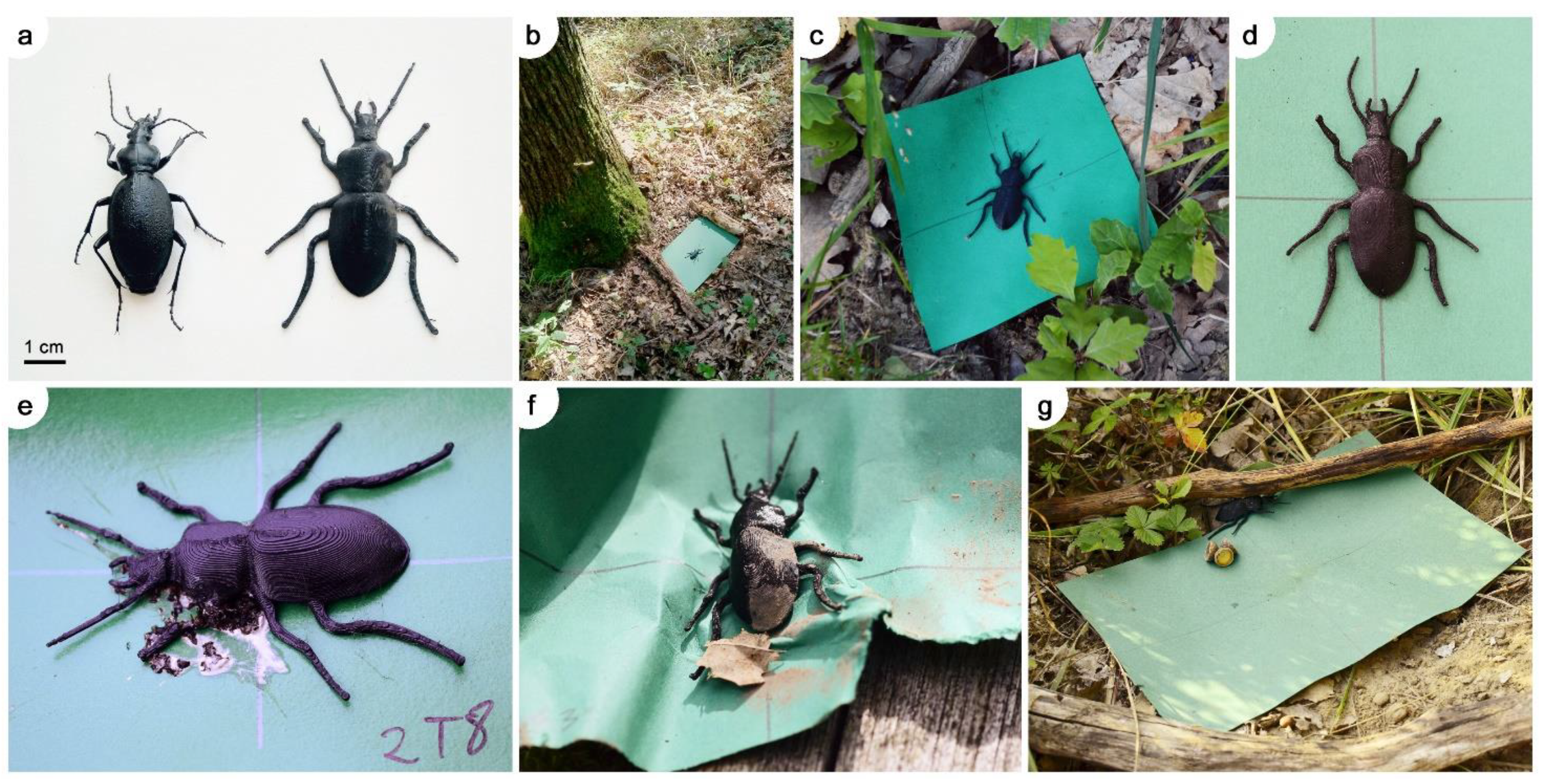 Diversity 13 00484 g001