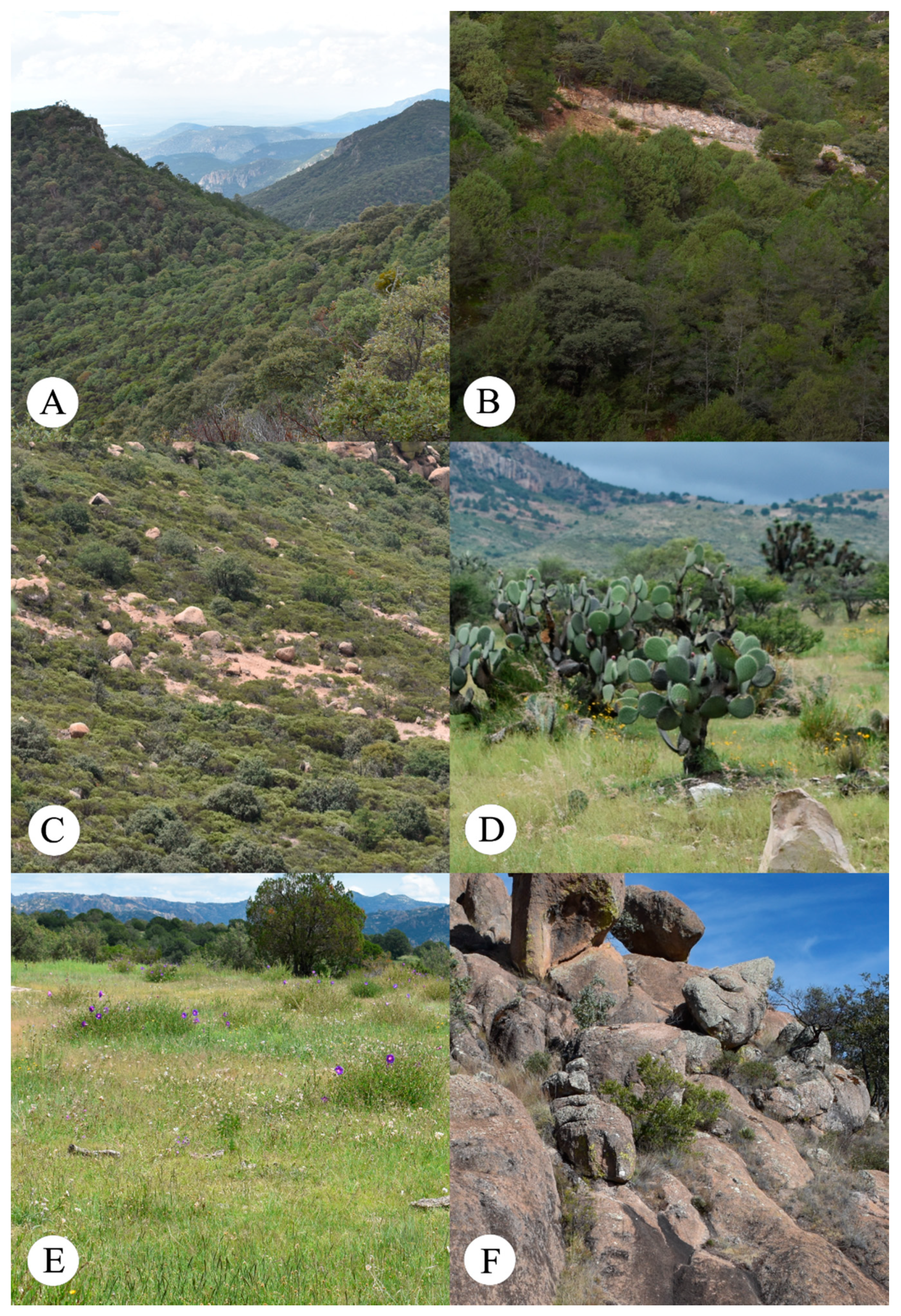 Diversity 13 00492 g003