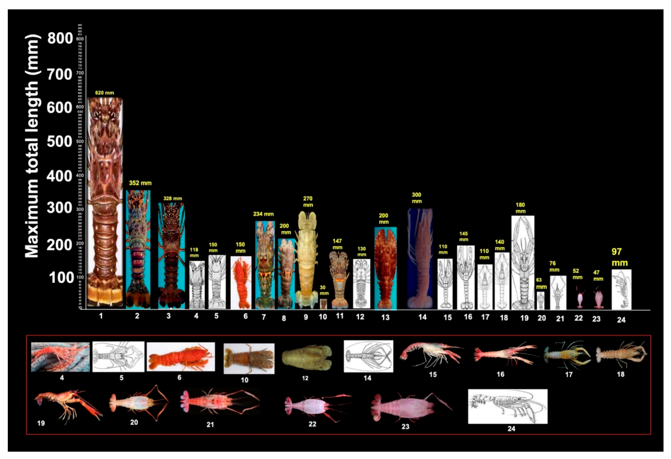 Diversity 13 00507 g005