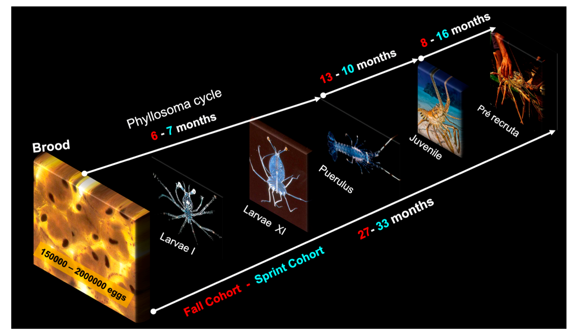 Diversity 13 00507 g006