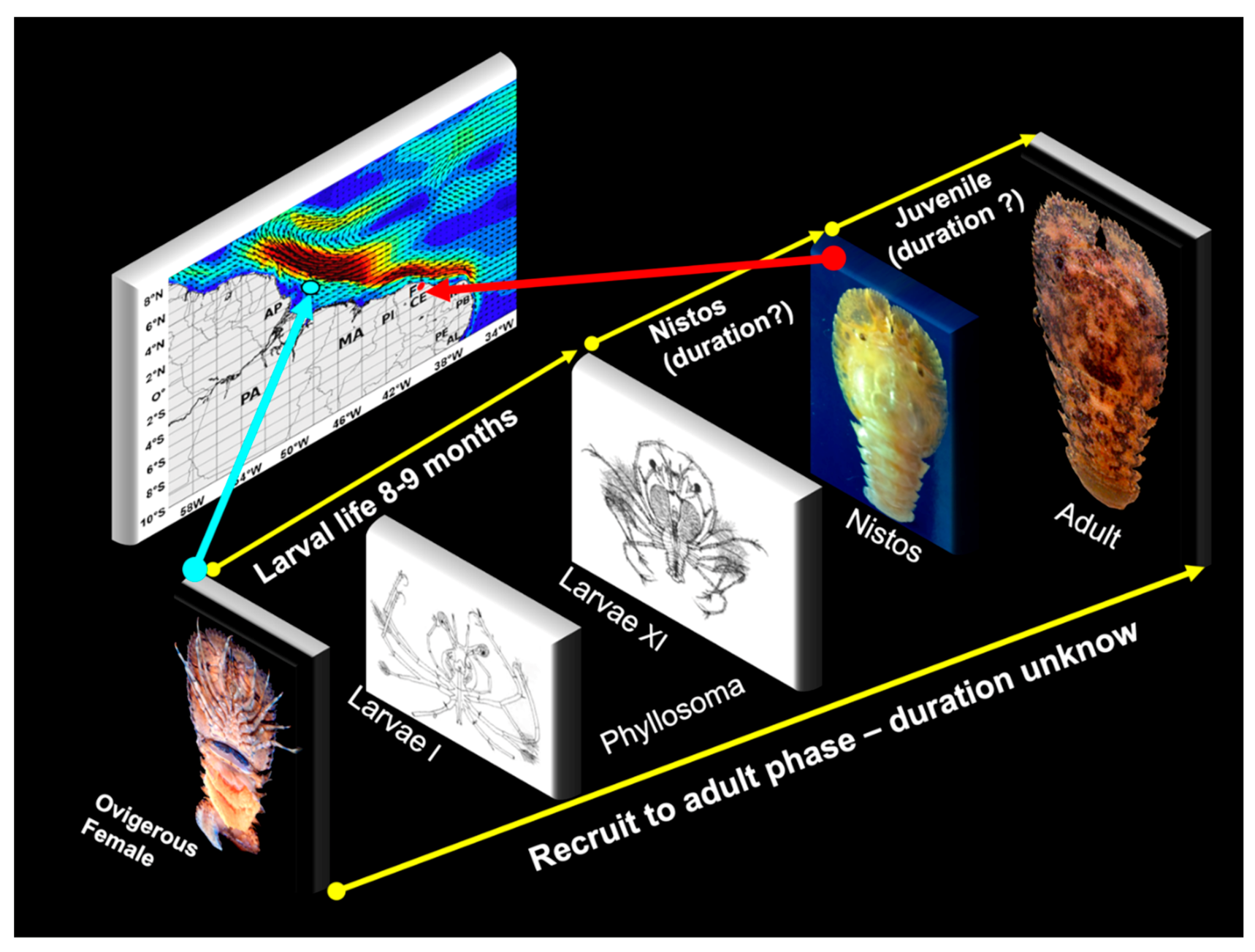 Diversity 13 00507 g008