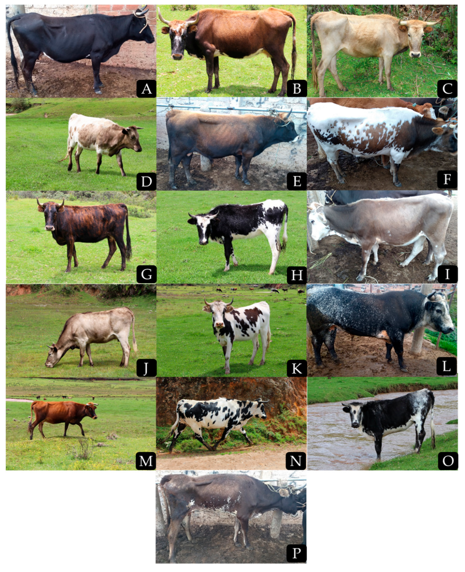 Diversity 13 00510 g001 Diversity 13 00510 g001