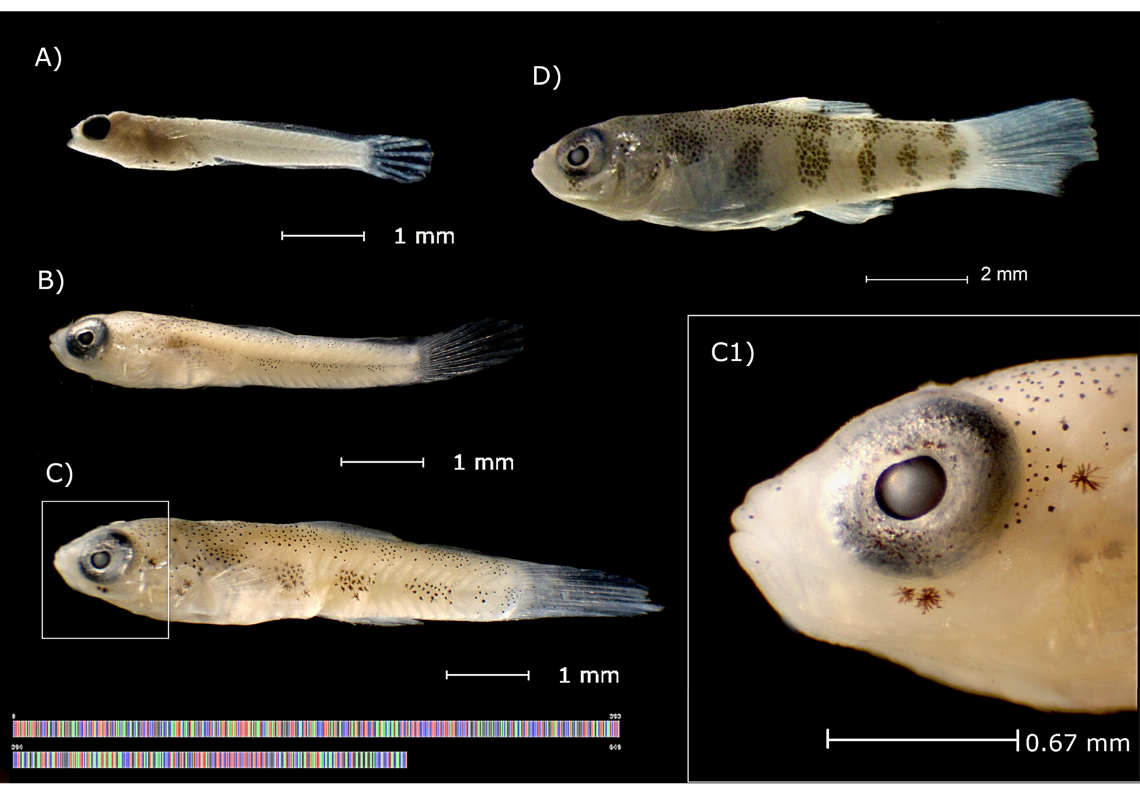 Diversity 13 00513 g003