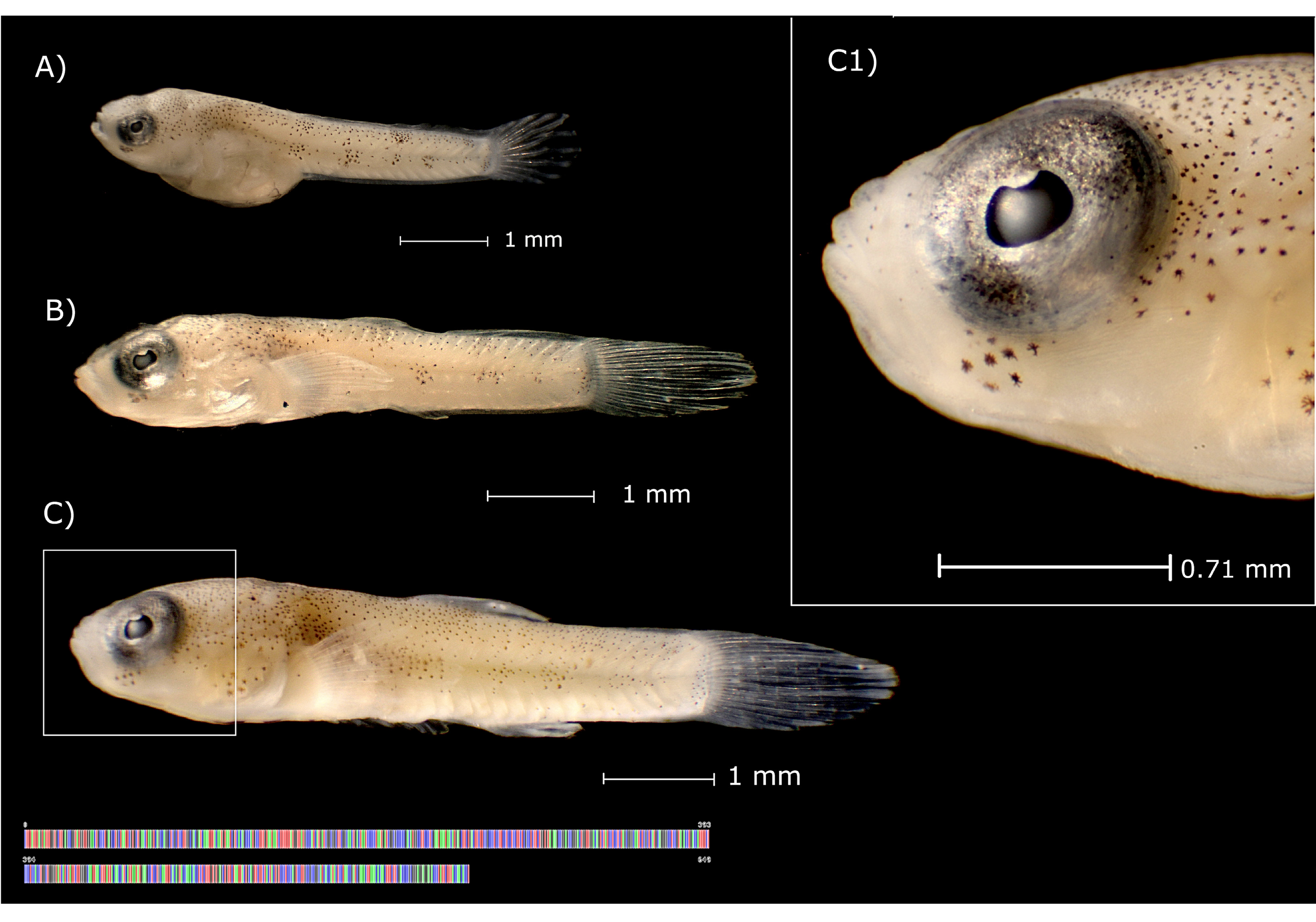 Diversity 13 00513 g004