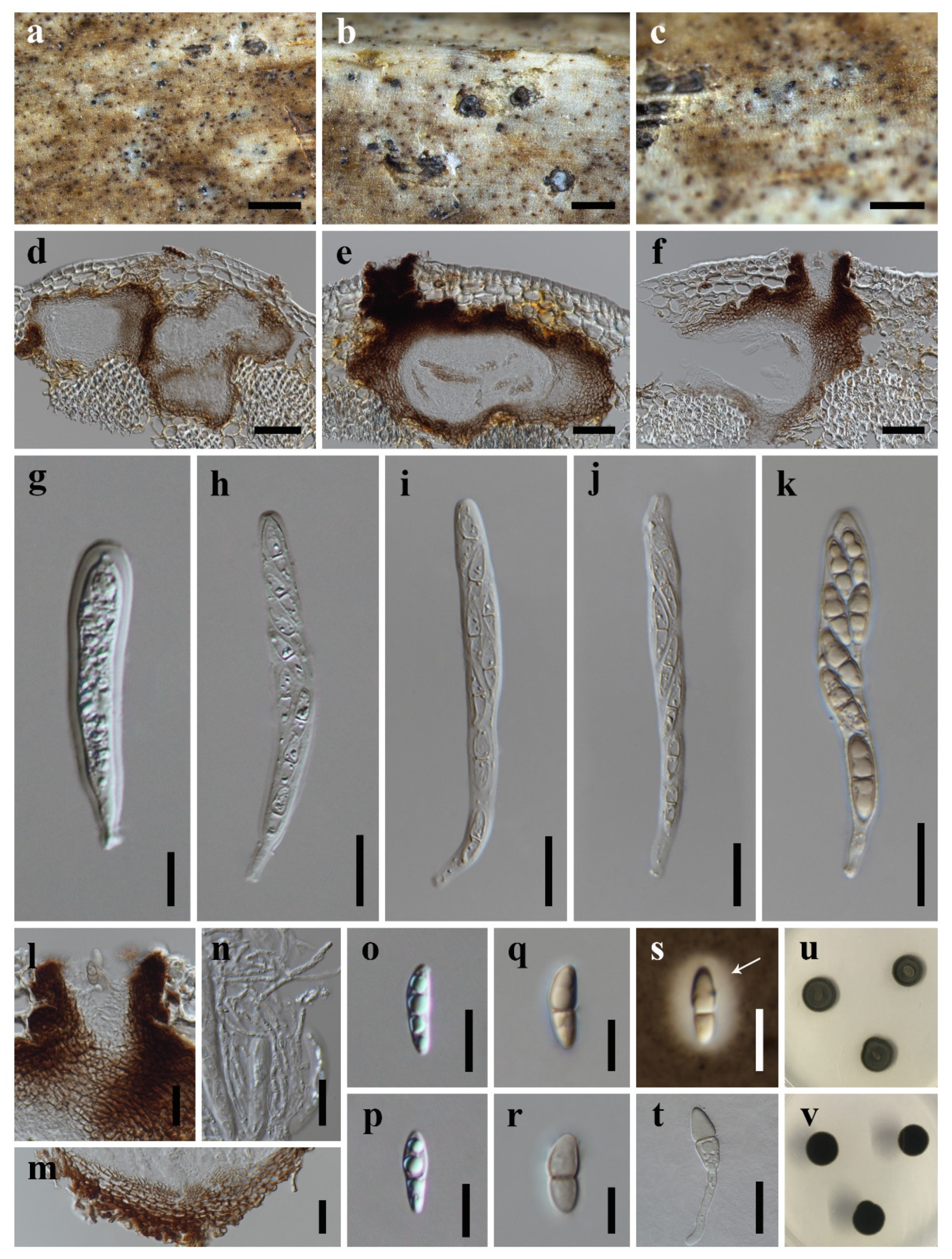 Diversity 13 00516 g002